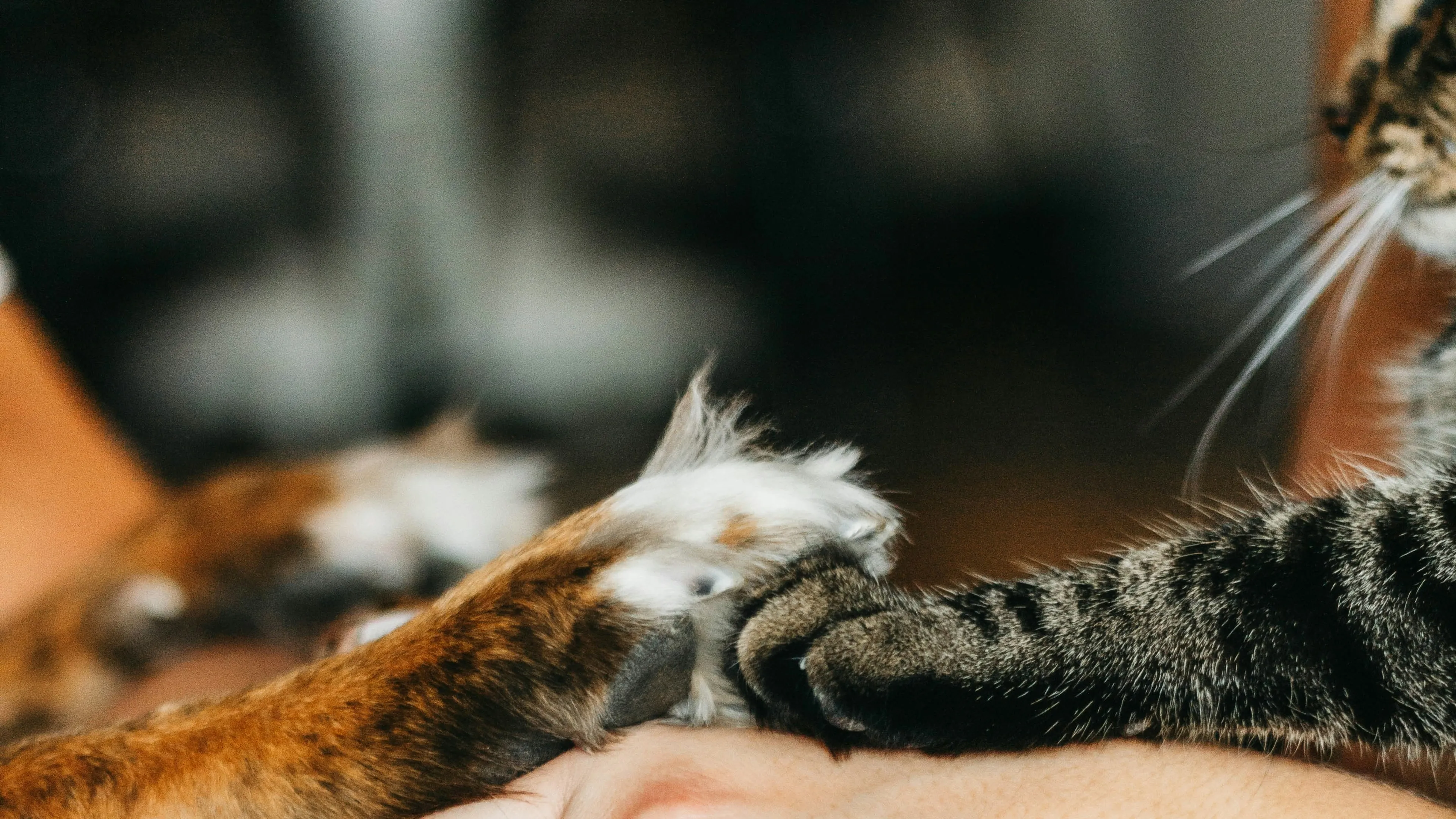 Mysterie in Lelystad duurt voort: dode hond én weer dode kat in water gevonden