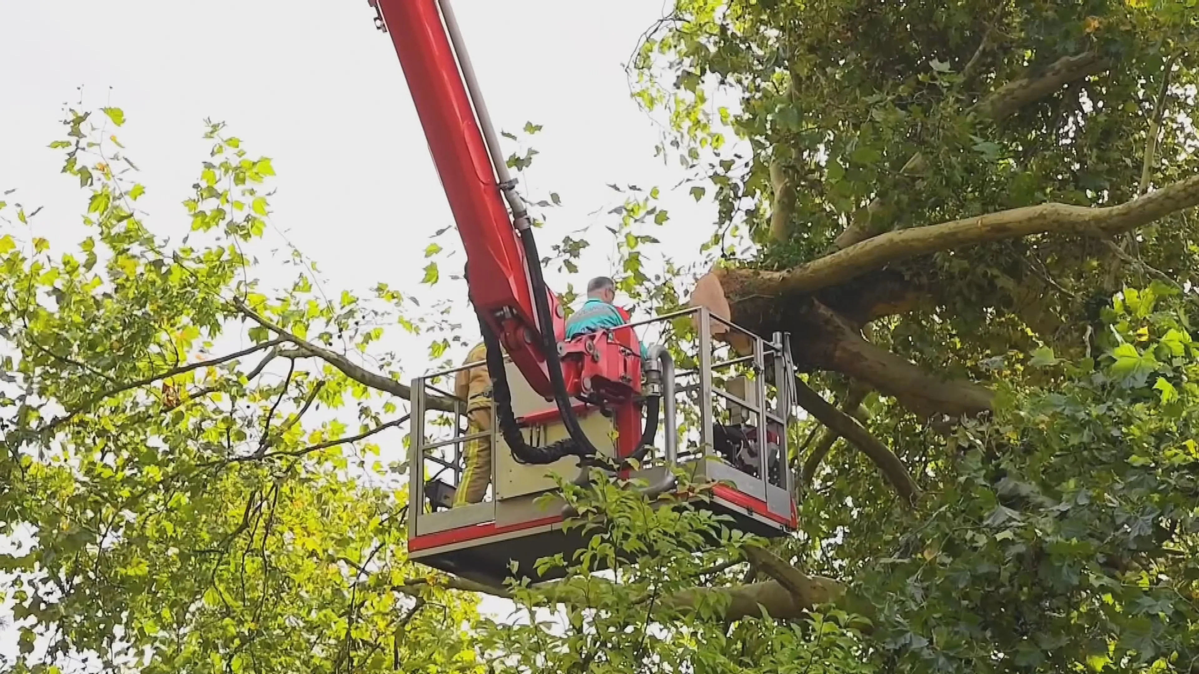 Fataal ongeluk in Aalst: man raakt bekneld en overlijdt bij omzagen boom
