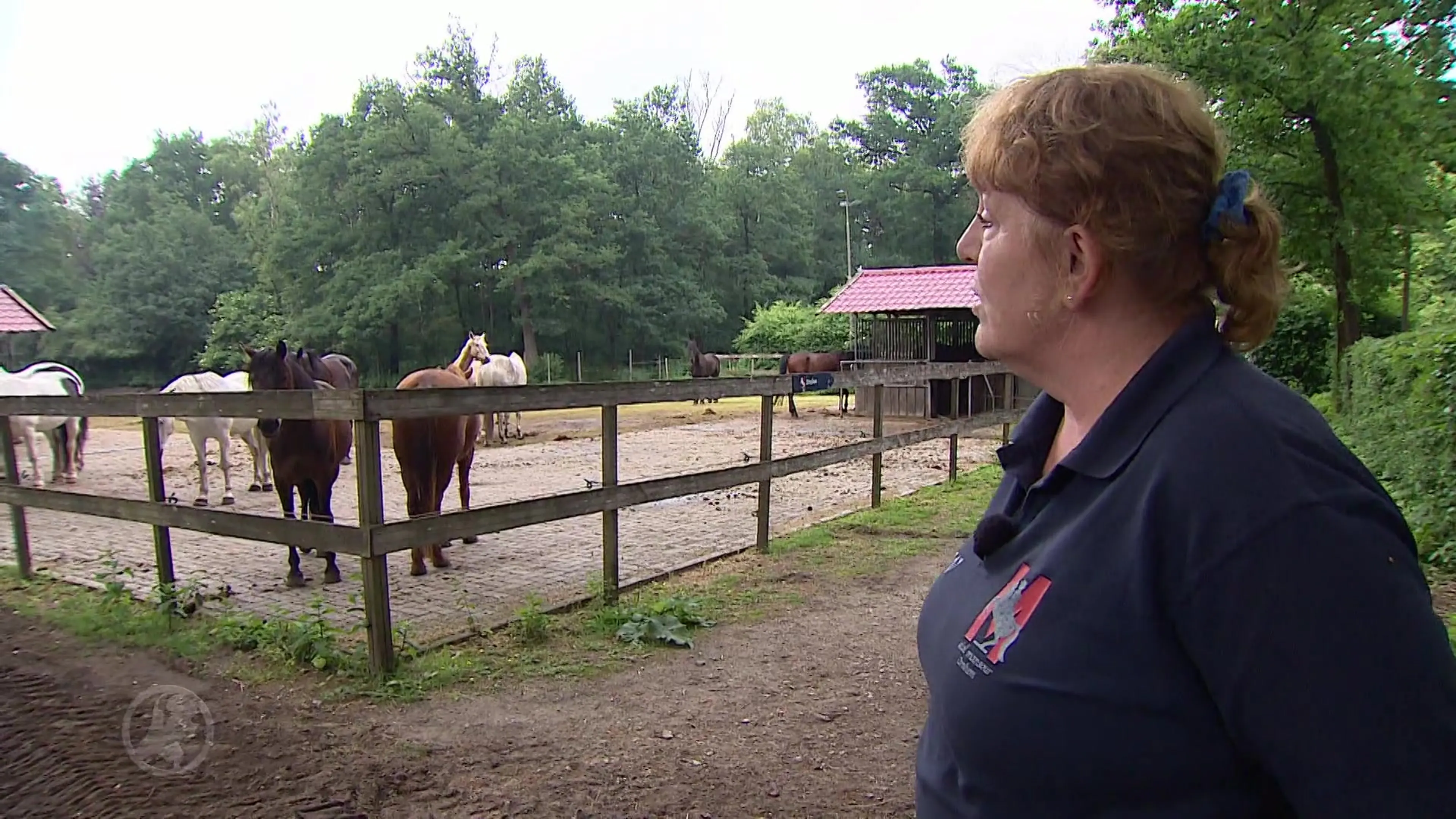 Bijna 50 paarden in Arnhemse stal geveld door onbekende ziekte