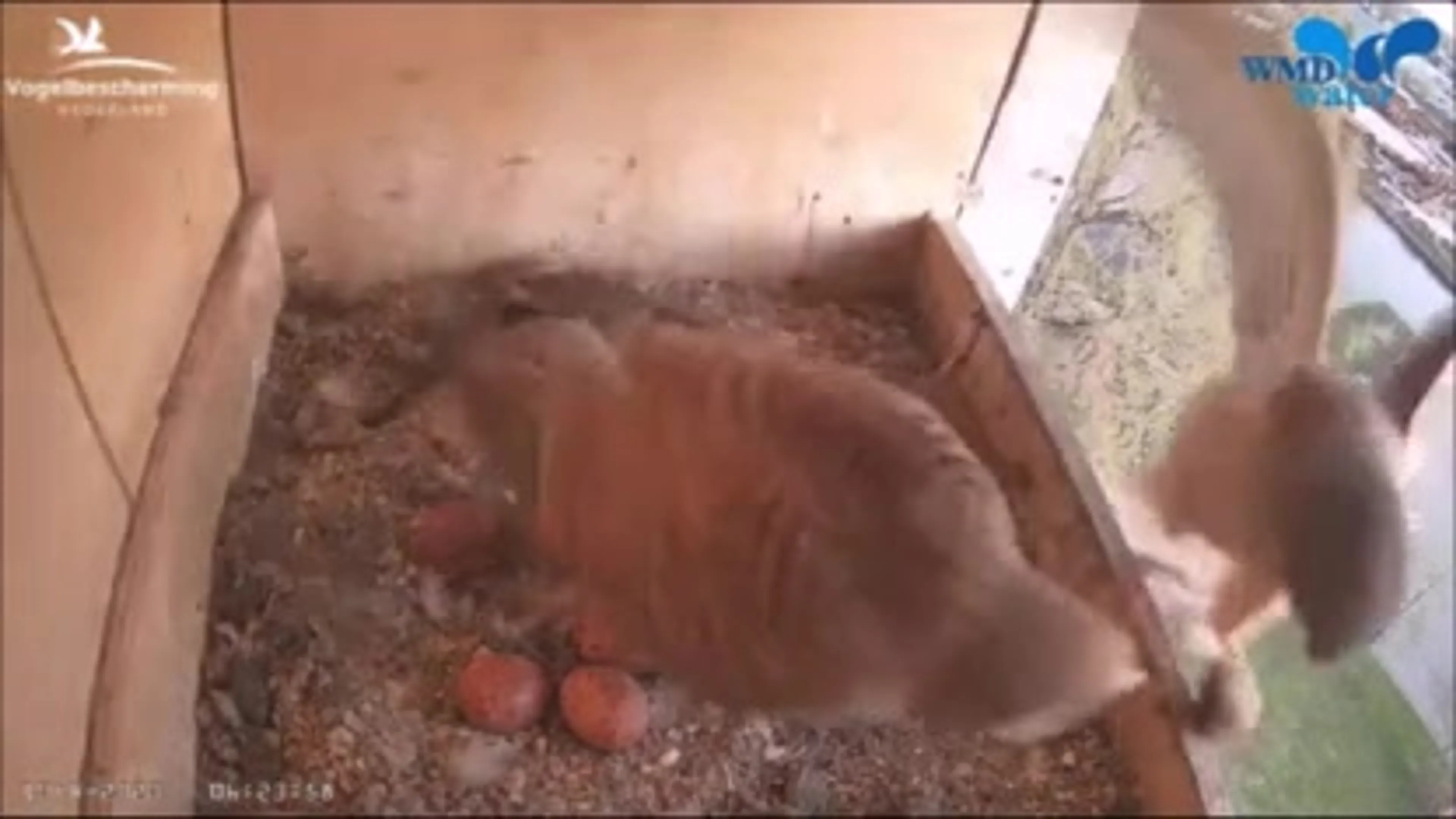 Ruim 1 miljoen Nederlanders kijken naar streams van de Vogelbescherming