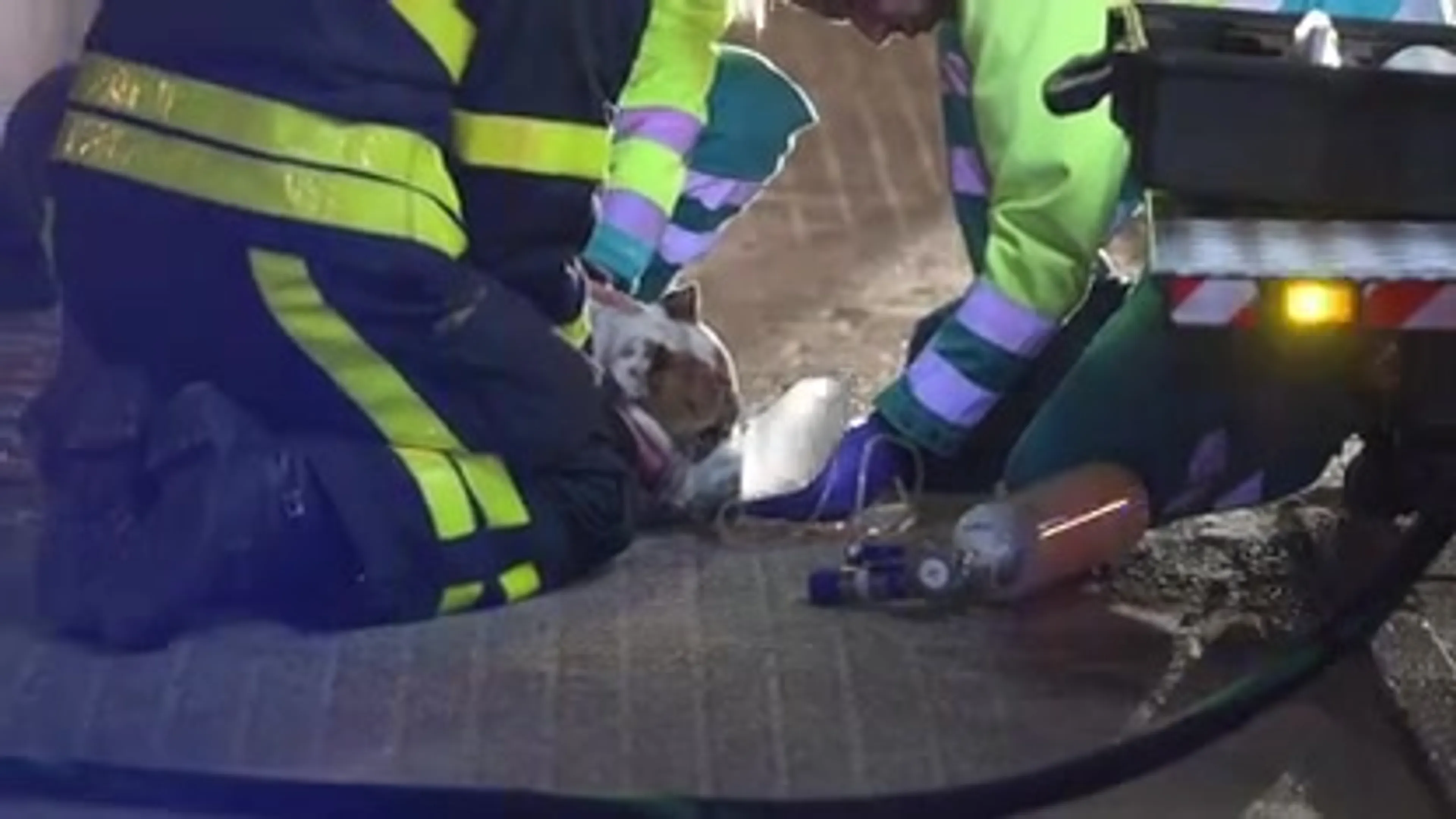 Politie pakt bewoner van appartementencomlex Breda op na brand, hond raakt gewond