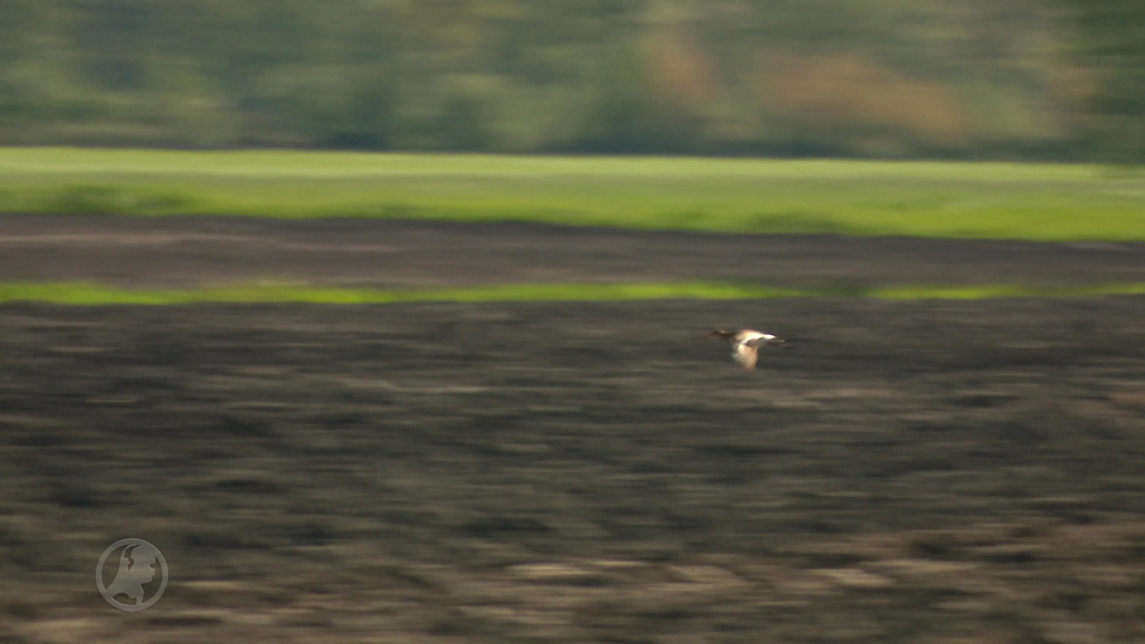 Friese Vogelwacht zet stroomdraad in om nesten vogels te beschermen