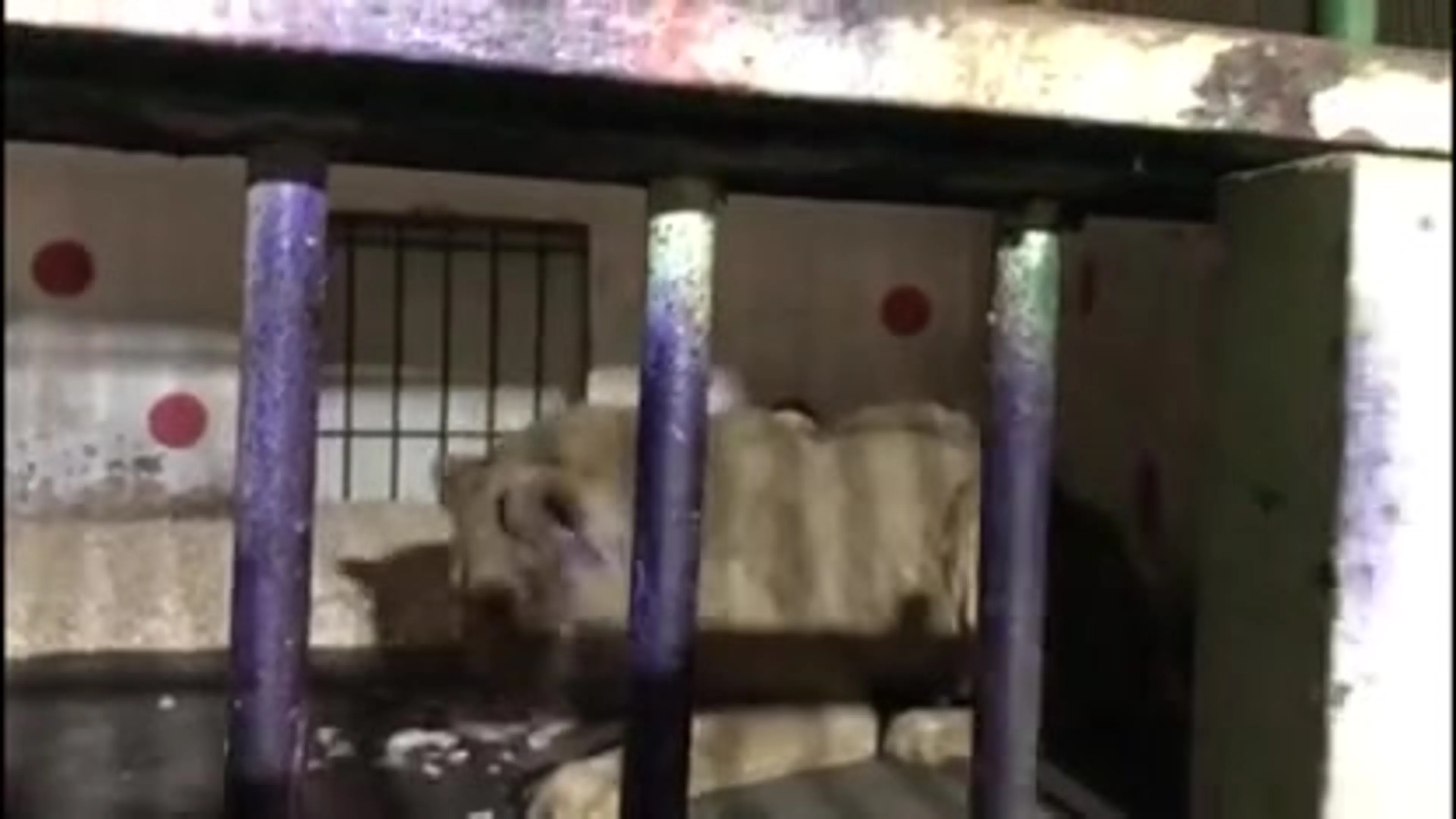 Leeuw Simba verplaatst naar groter verblijf in Bagdad