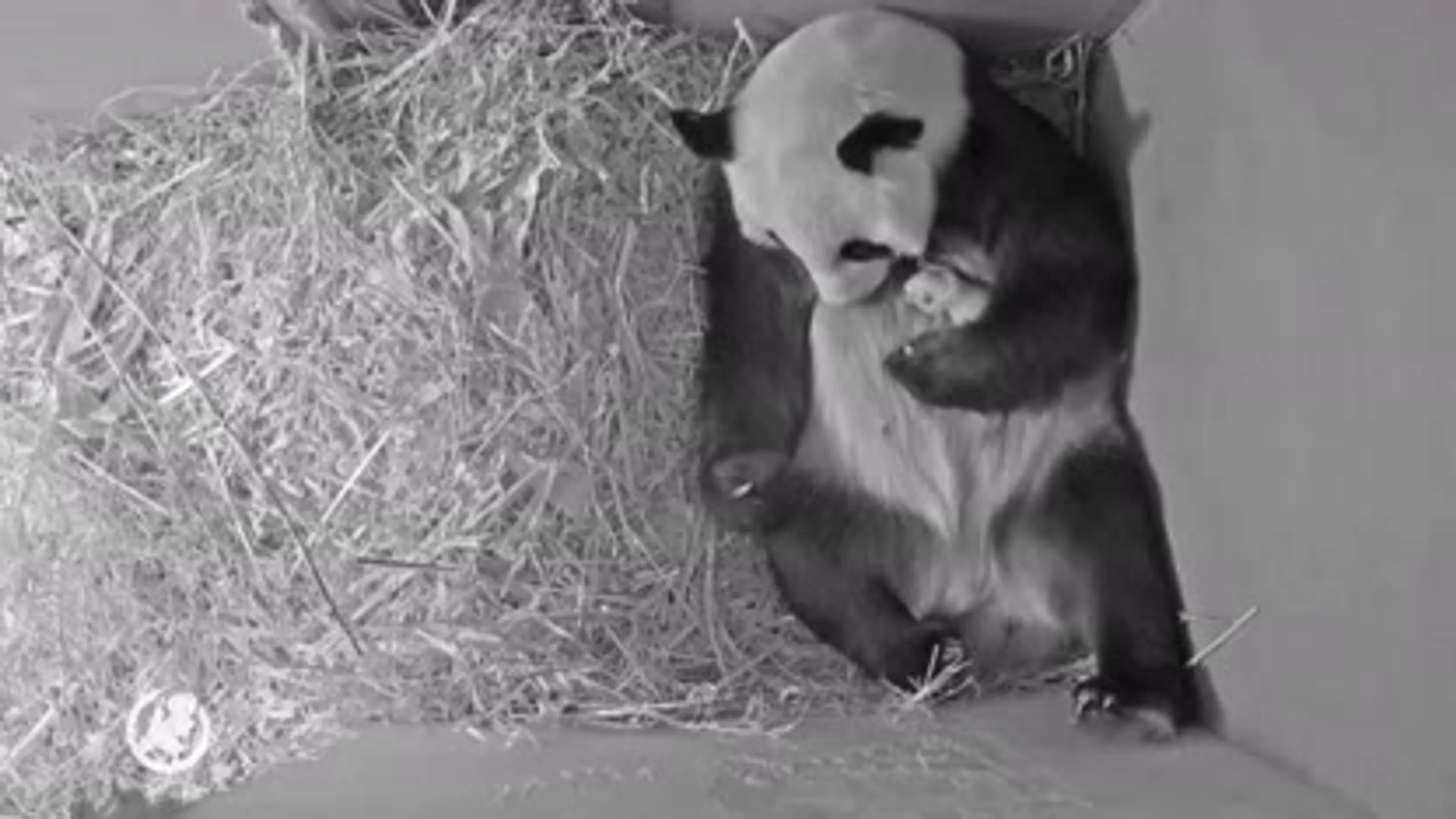 Babyreuzenpanda maakt het goed