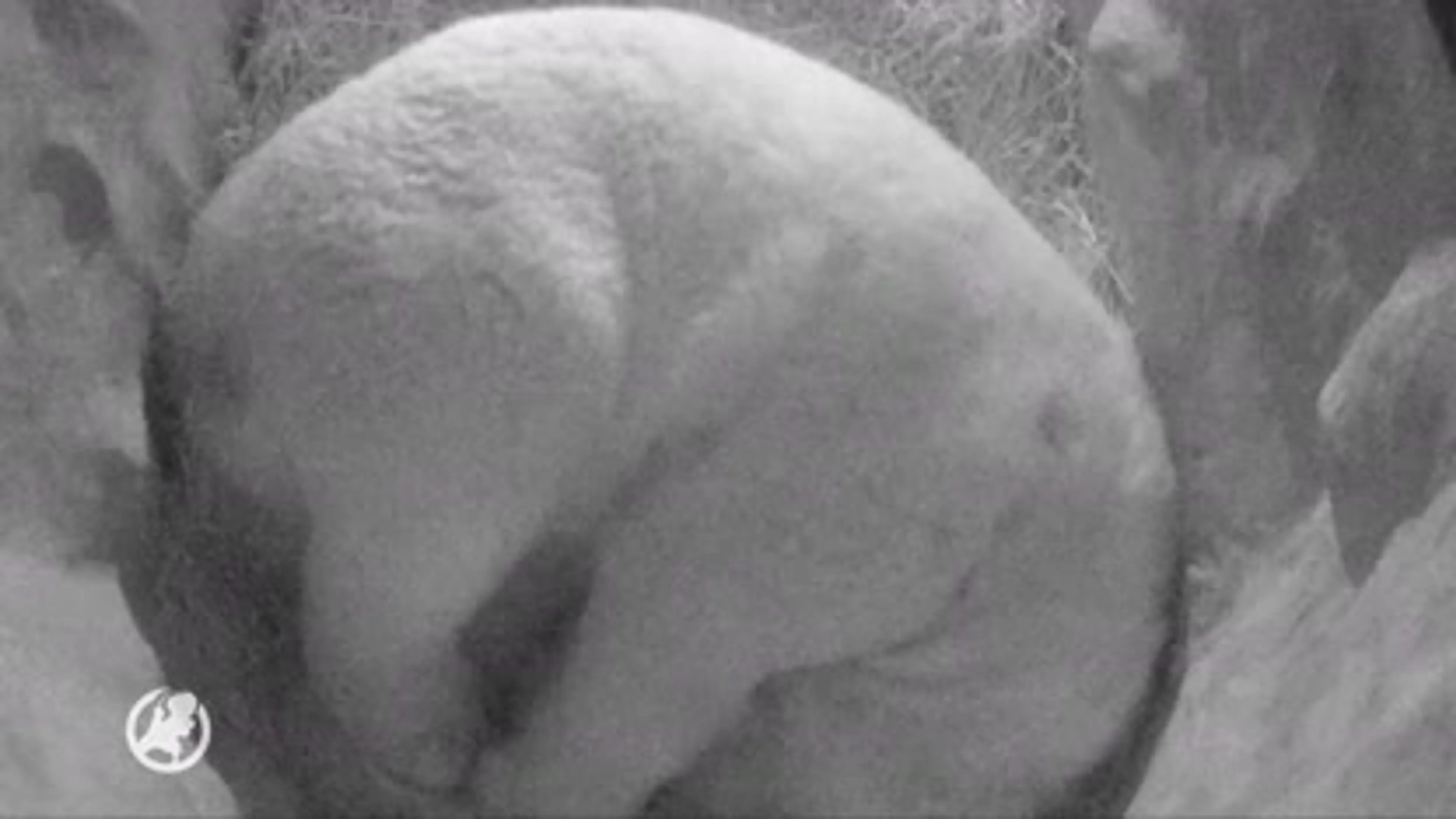 IJsbeertweeling geboren in Ouwehands Dierenpark Rhenen
