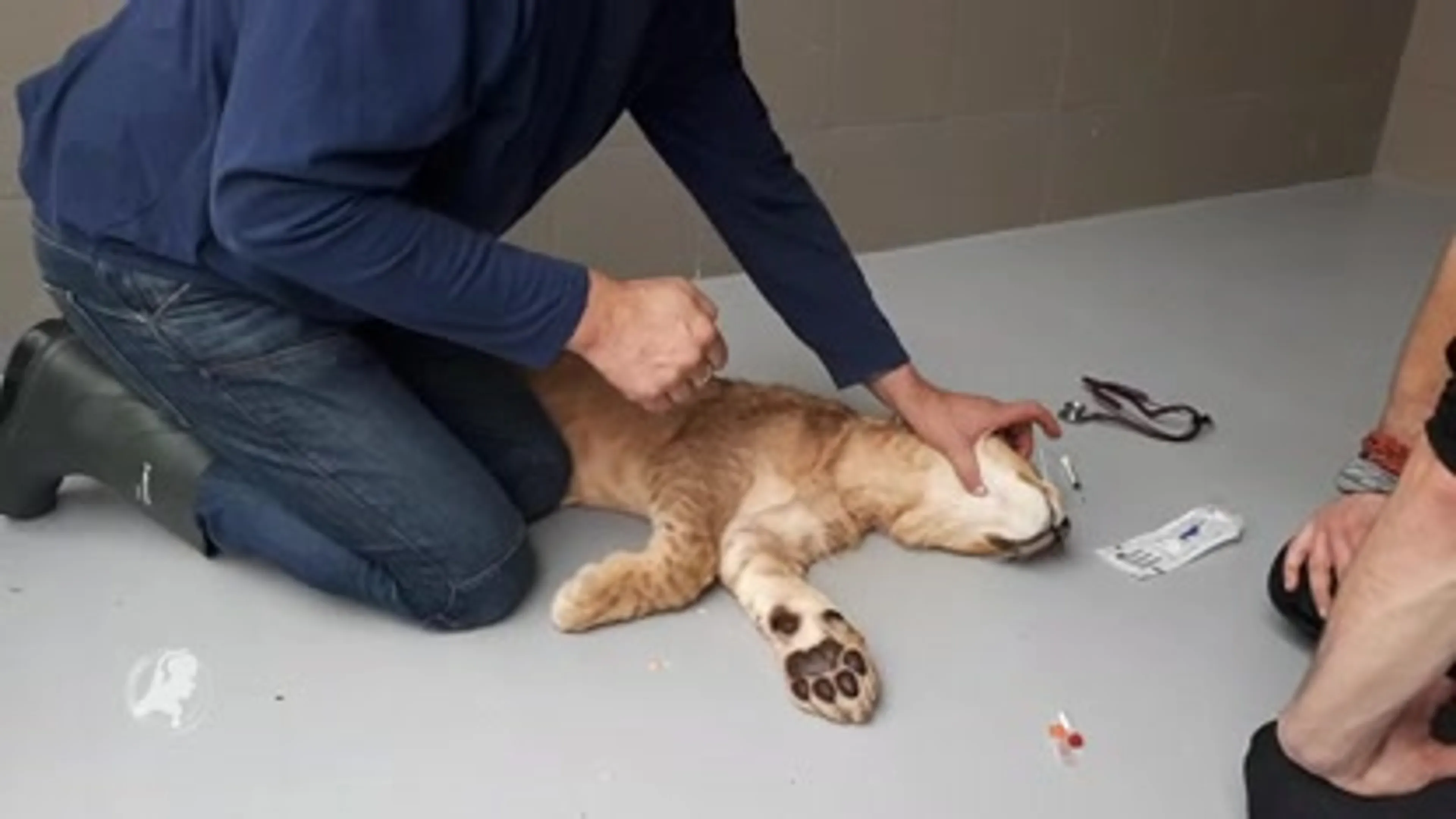 Dierenarts onderzoekt gevonden leeuwenwelpje Remy