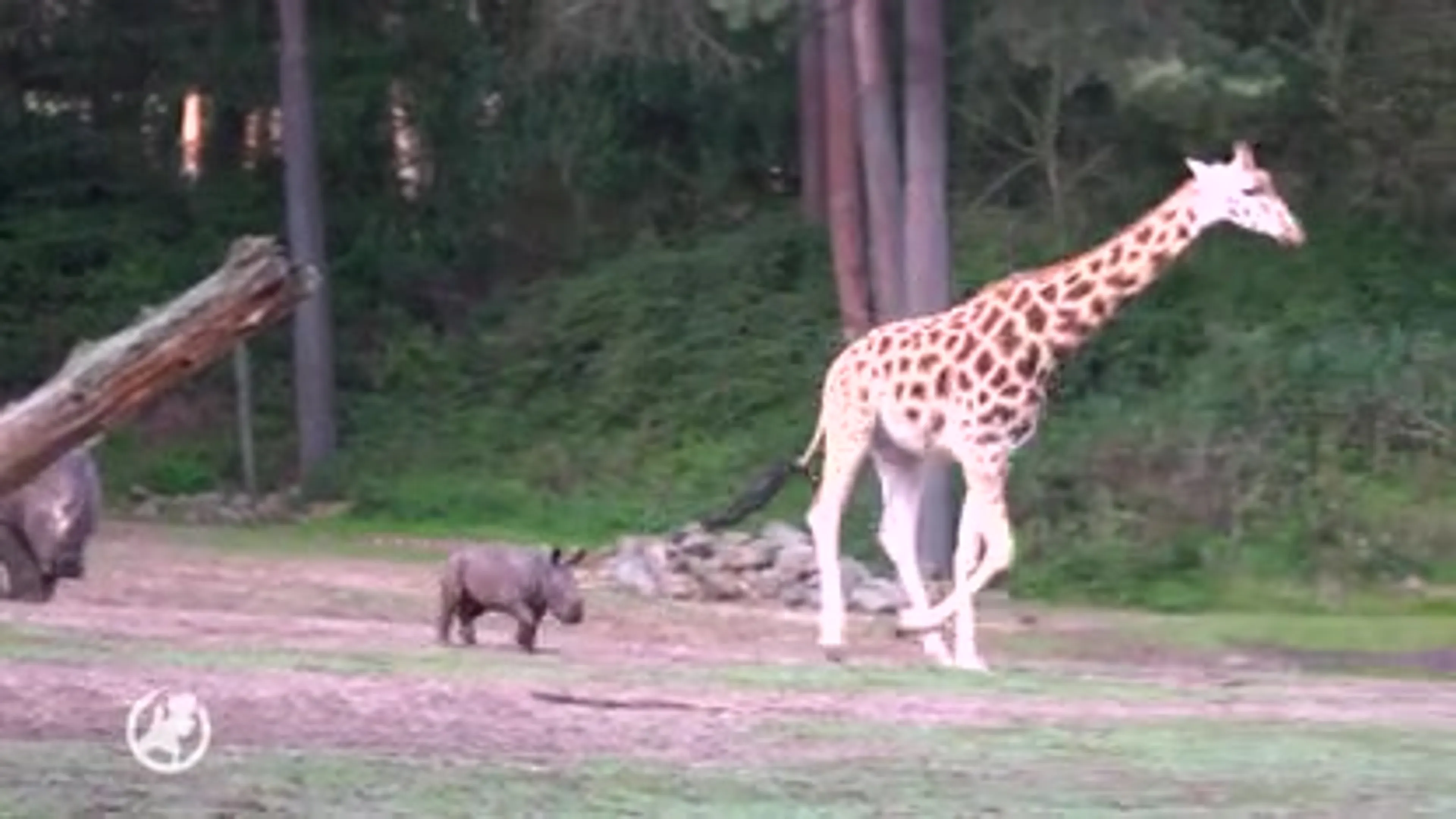 Pasgeboren neushoorntje Burgers' Zoo loopt brutaal voor het eerst naar buiten