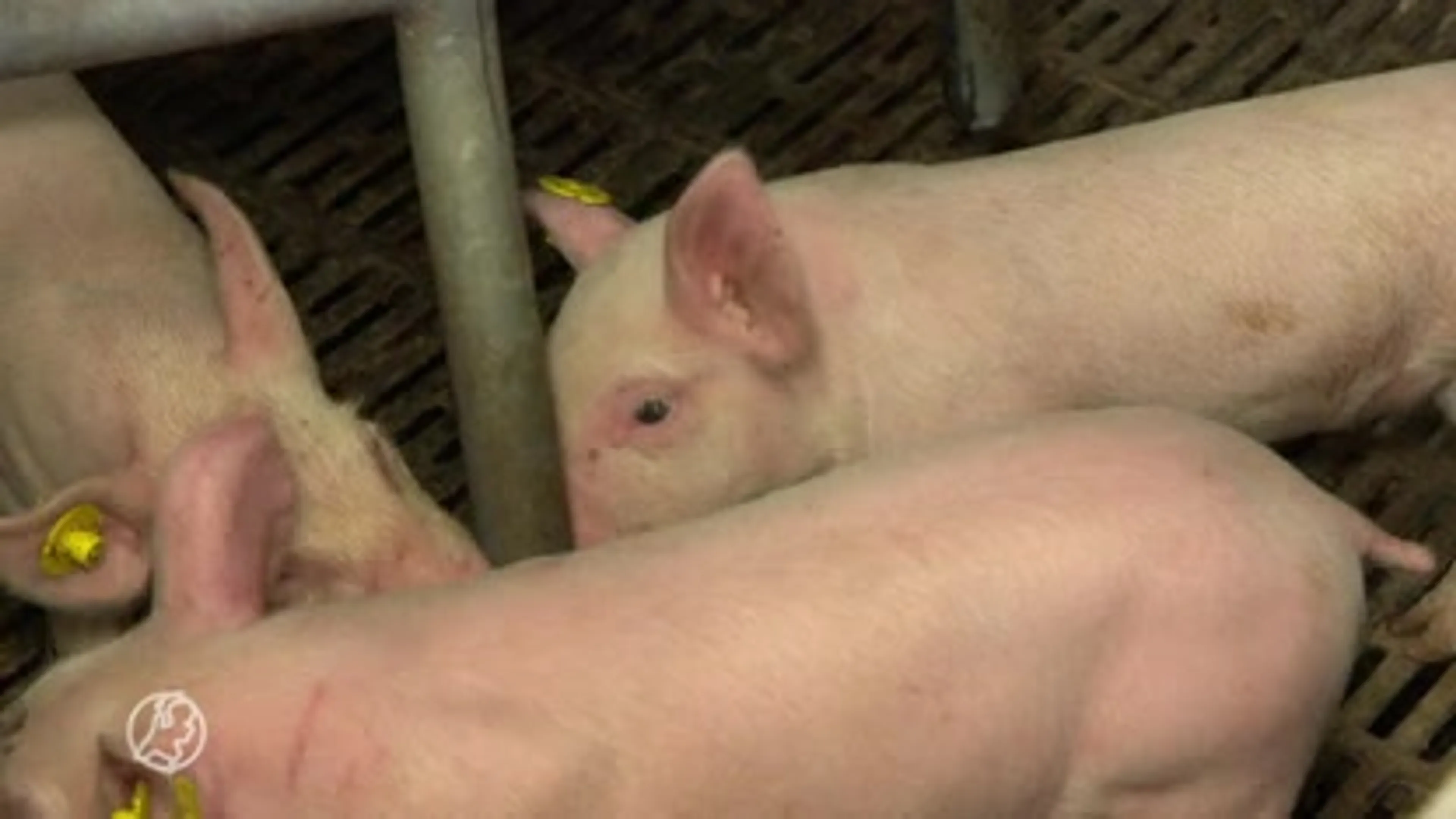 Vleessector bijt van zich af na aangifte om dierenmishandeling: 'Dierenwelzijn uitstekend geborgd'