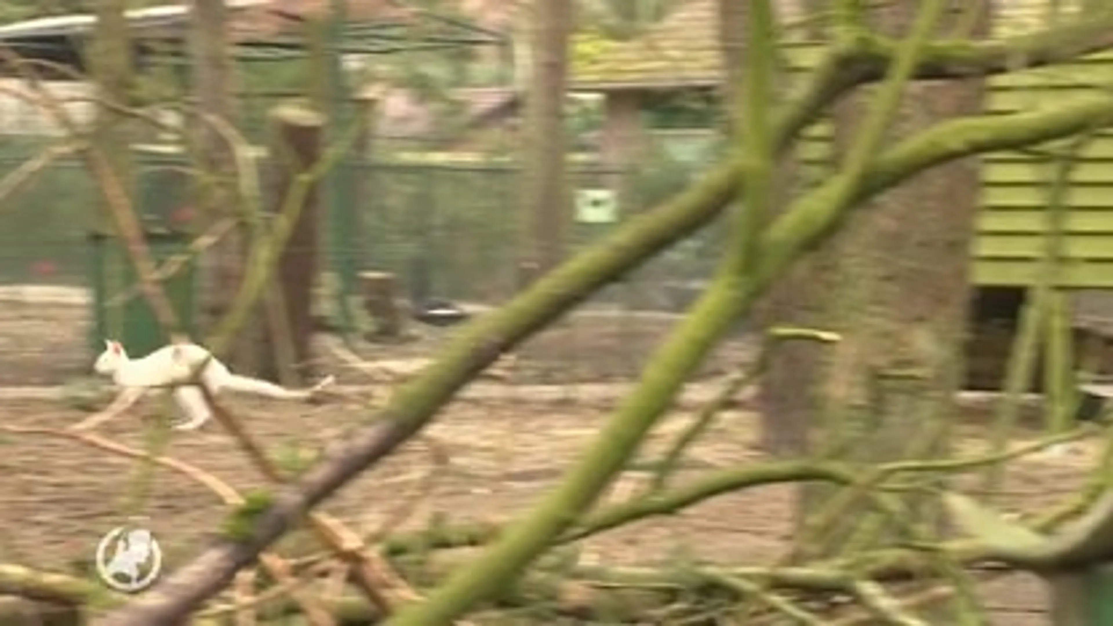 Kim en Twan hebben babywallaby aan hun buik hangen