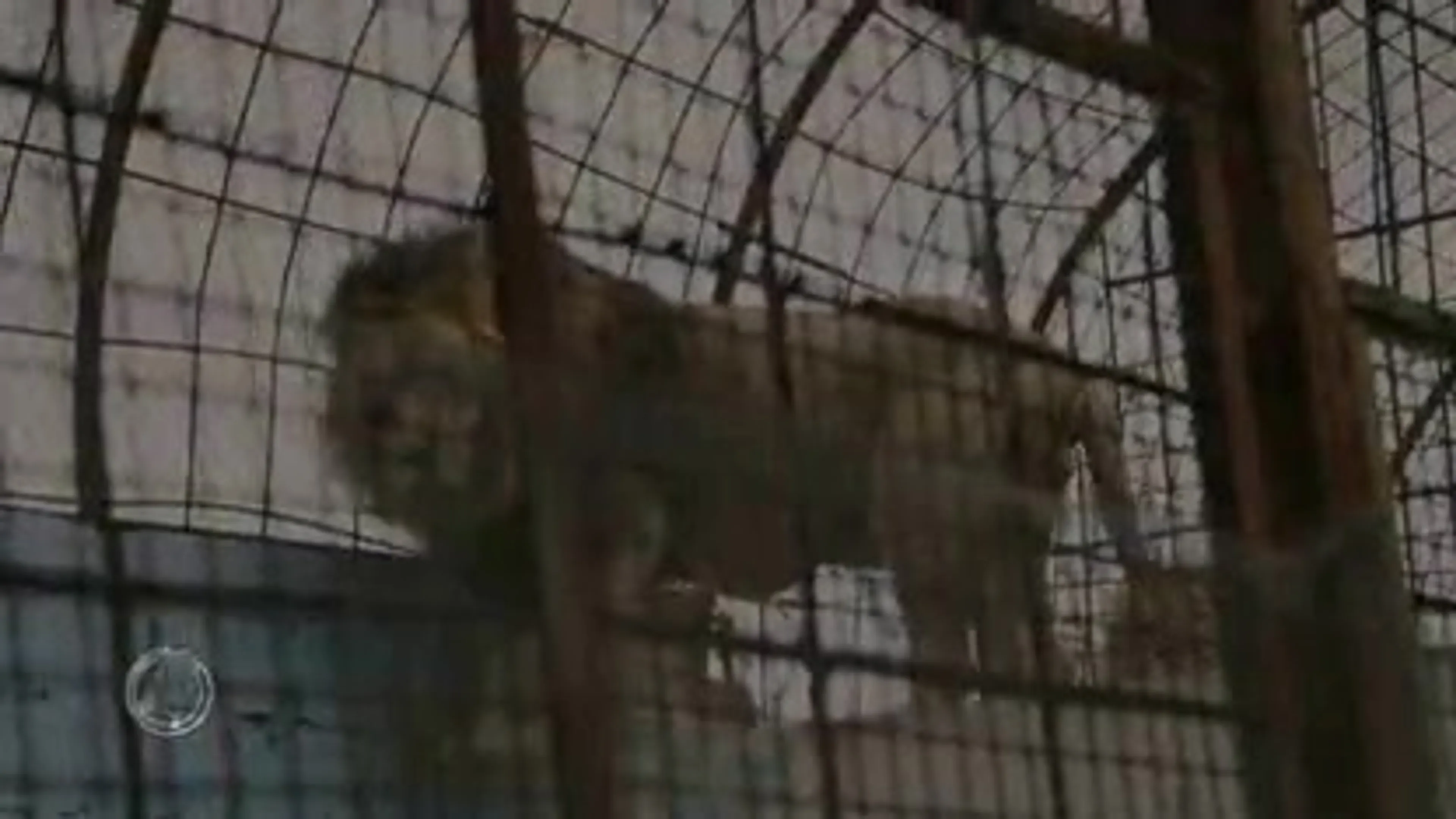 Verwaarloosde leeuwen uit 'Zoo from hell' aangekomen in Nederland