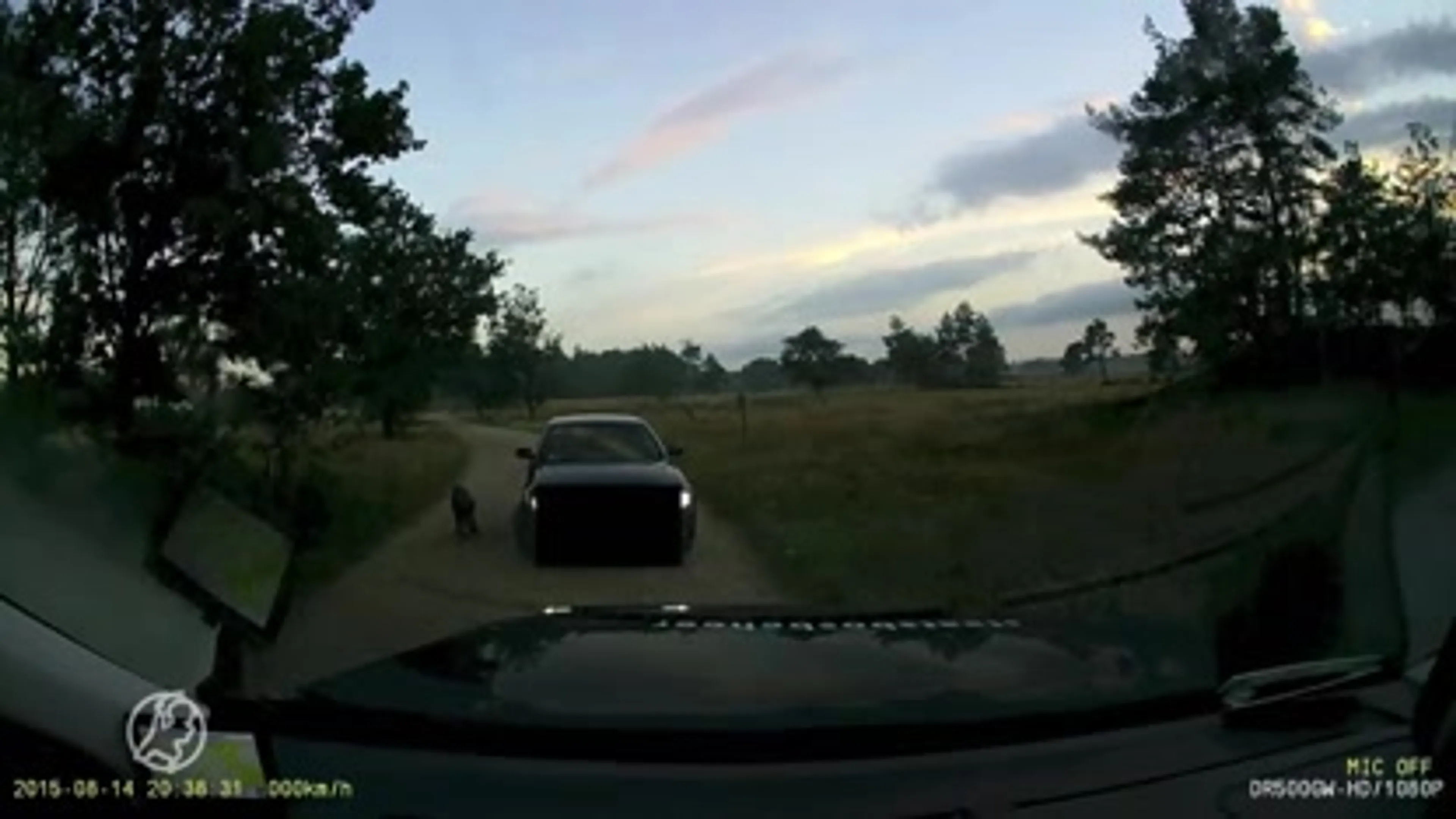 Oproep na tientallen dode wilde zwijnen op de Veluwe: stop met voeren!