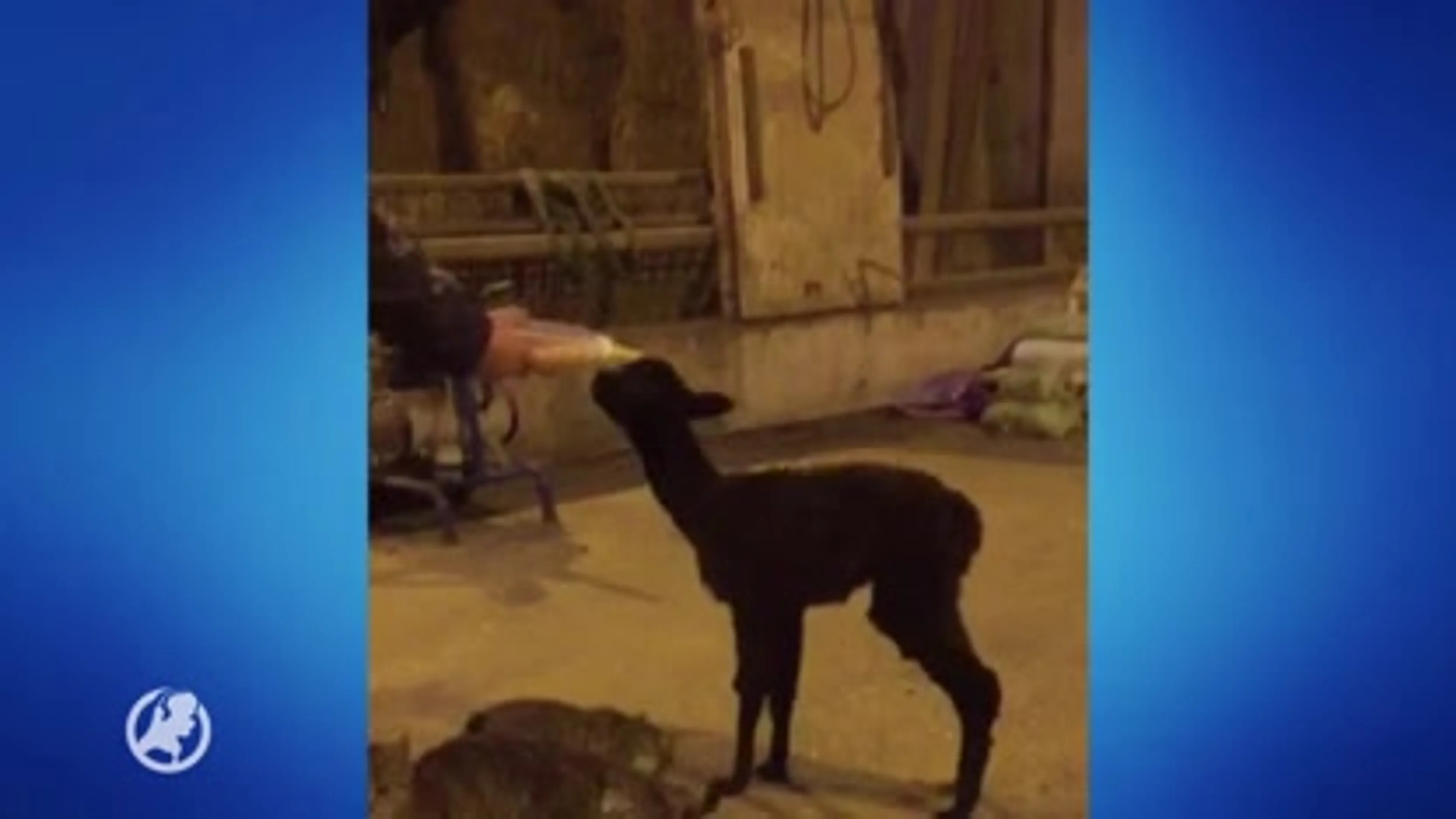 Beuningense boer snapt niets van alpaca-roof: 'Ze hebben er niets aan!'