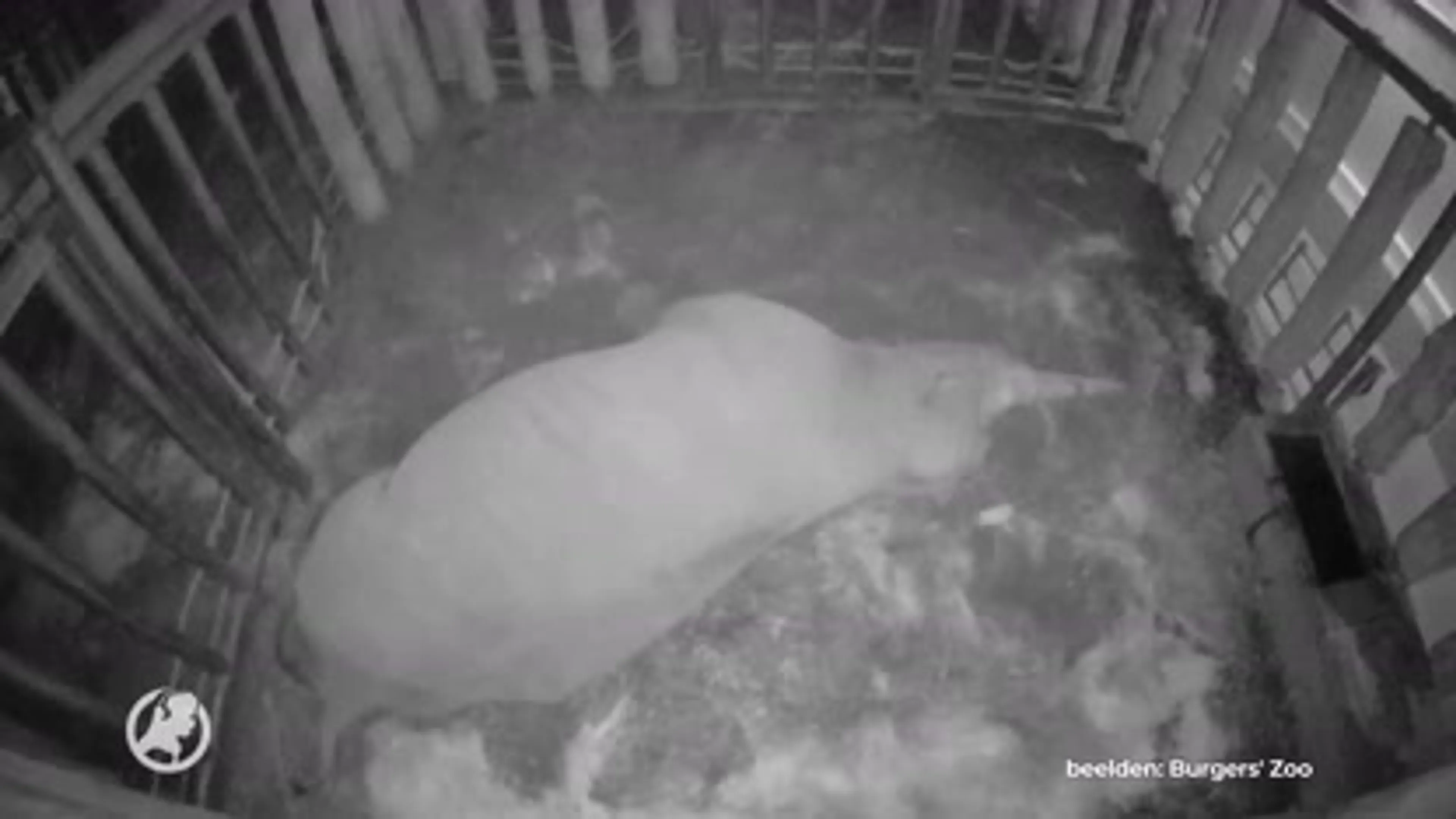 Beschuit met muisjes in Burgers' Zoo