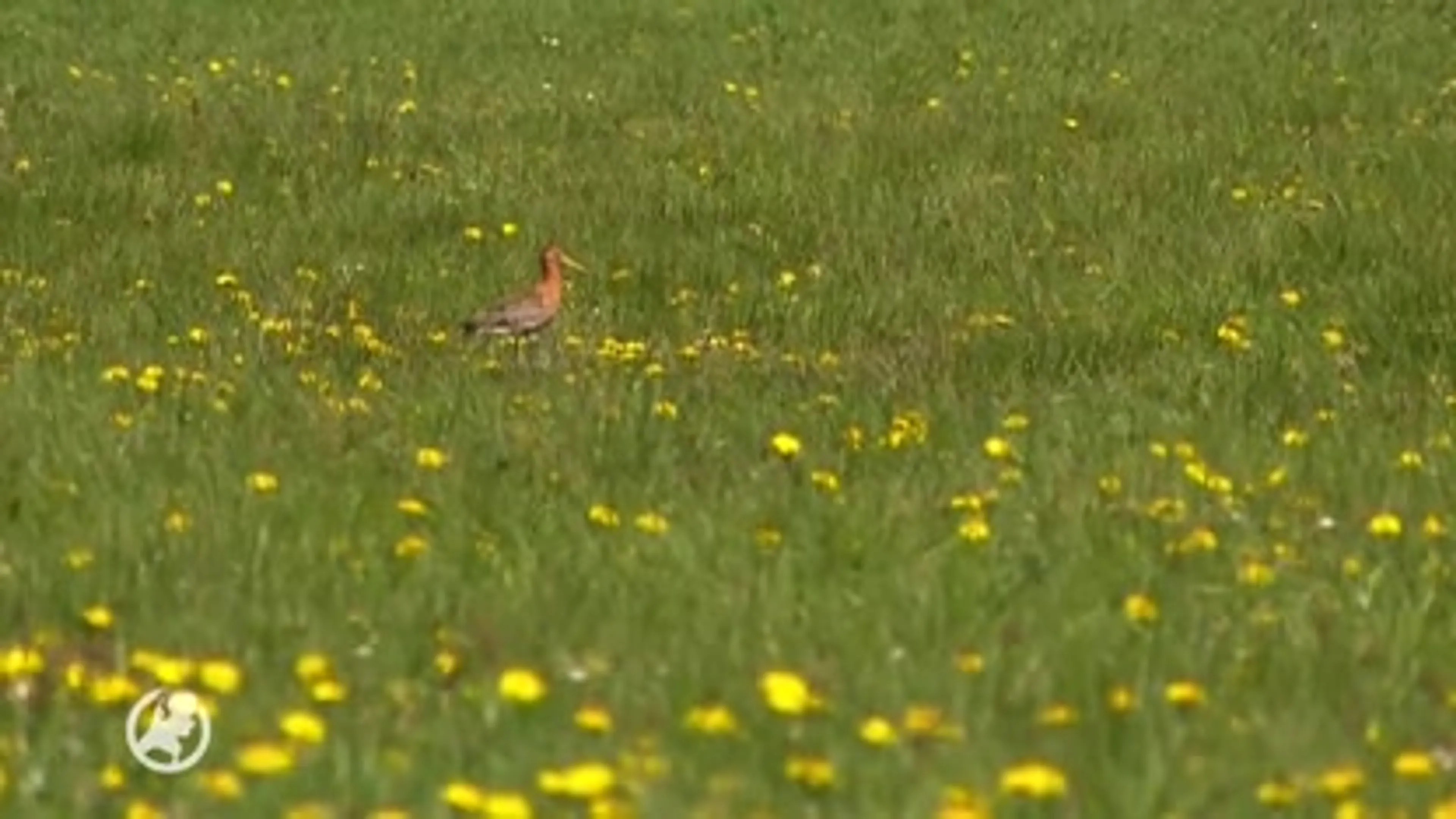 Kievitskuikens verhongeren door droogte, boeren komen in actie