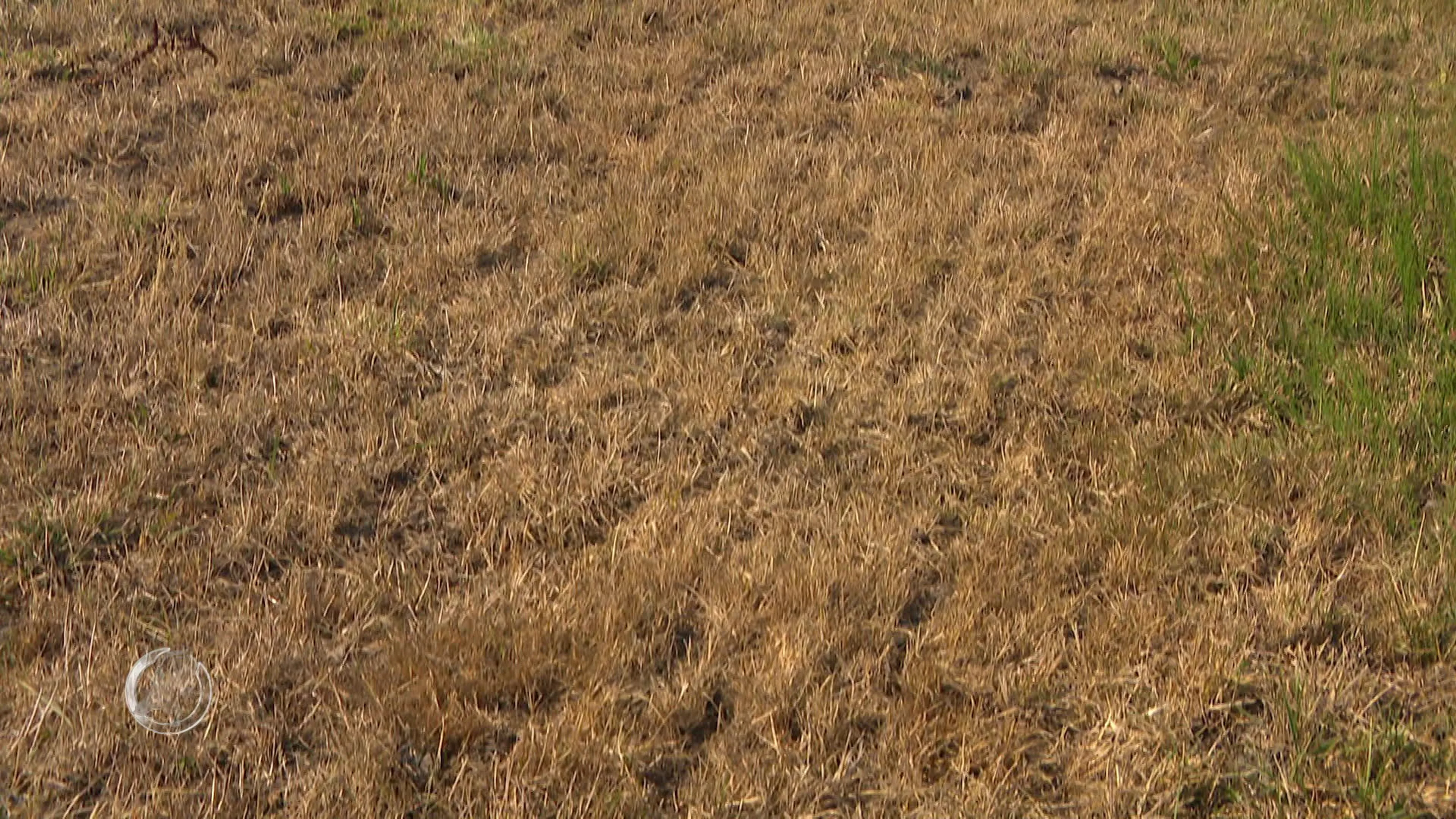Hitte en droogte blijven records breken, problemen steeds groter