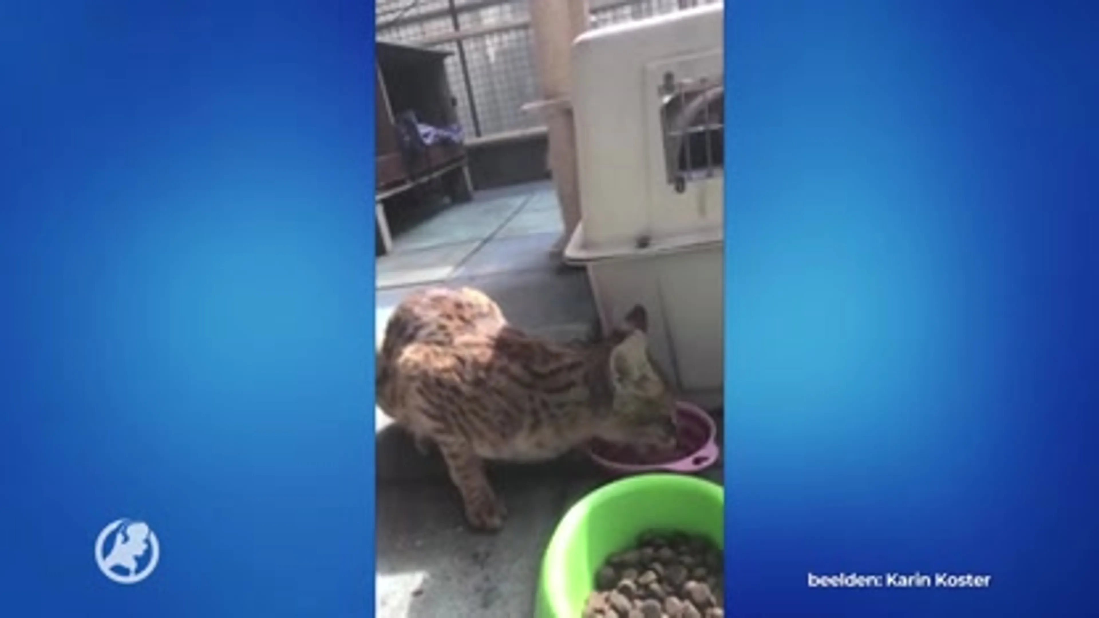 Ontsnapte savannah-kat Whalhallah na twee weken weer gevangen