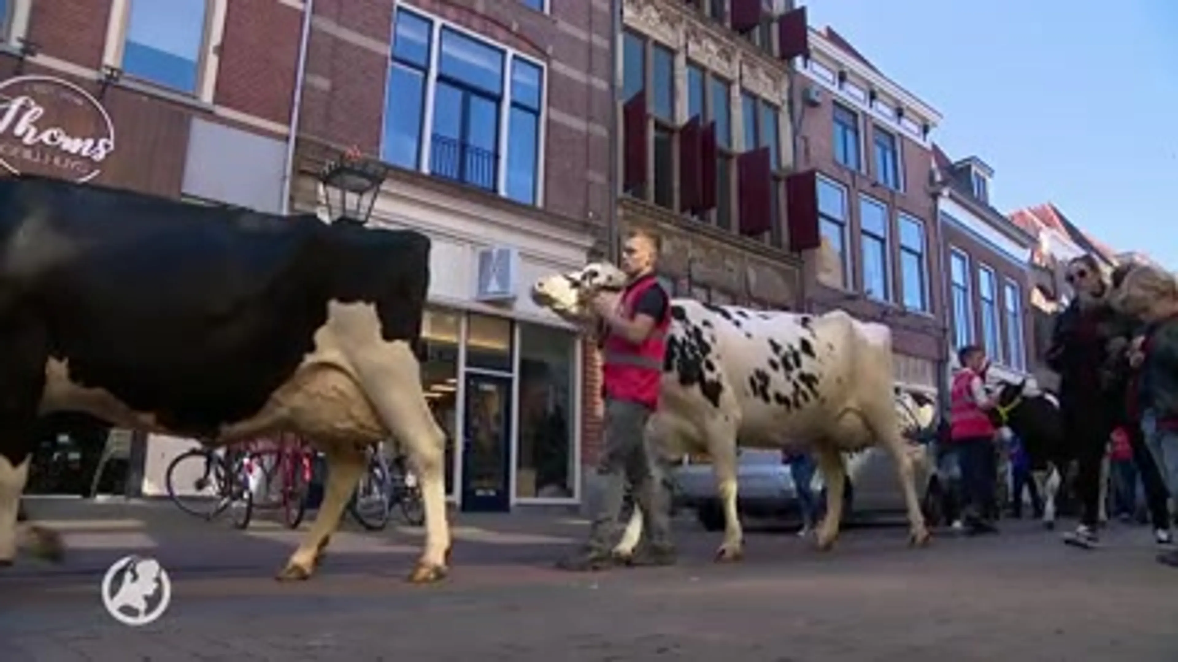 Miss koe-verkiezing in Kampen