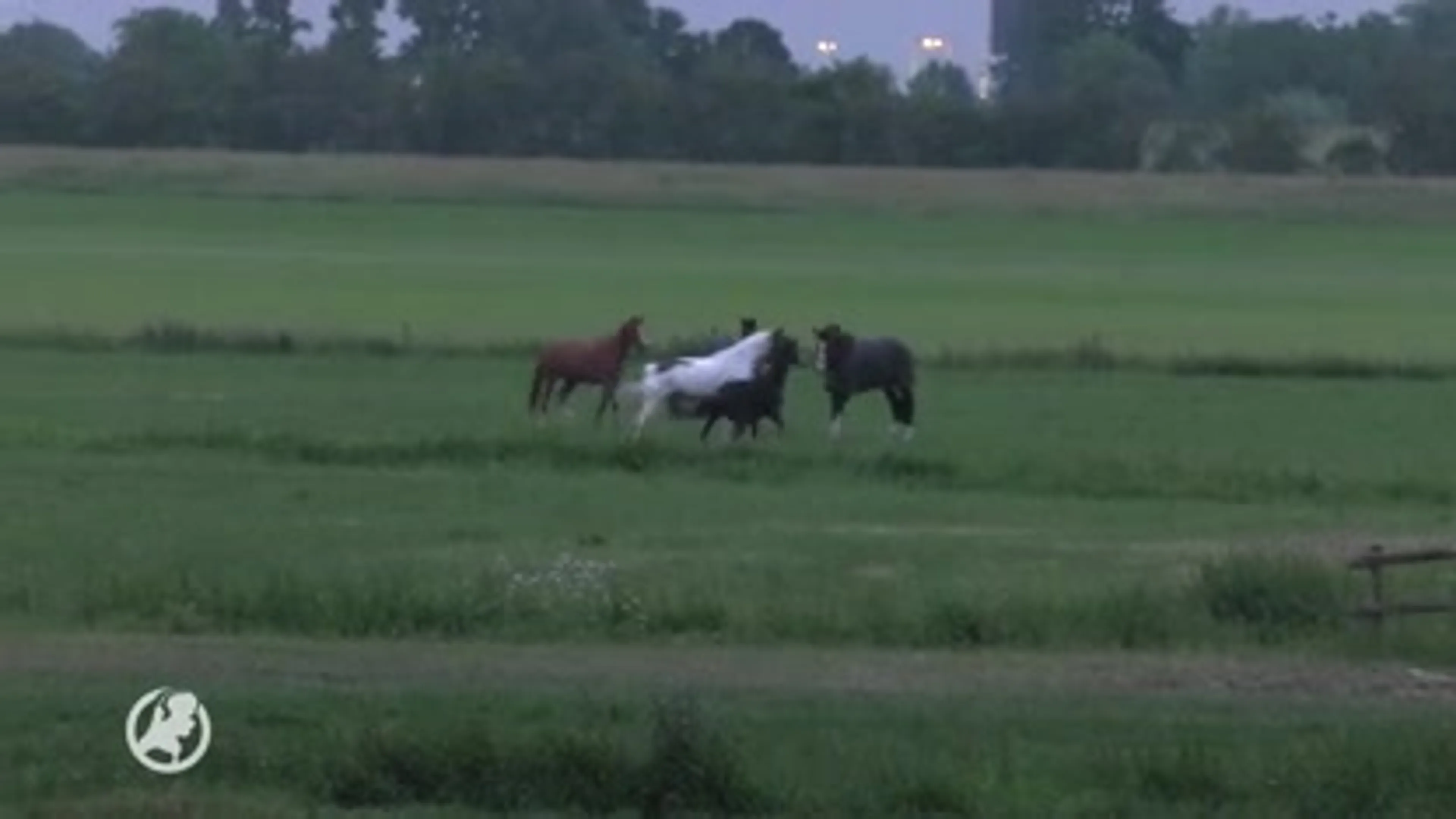Grote brand legt manege in Doorwerth in as, alle paarden gered