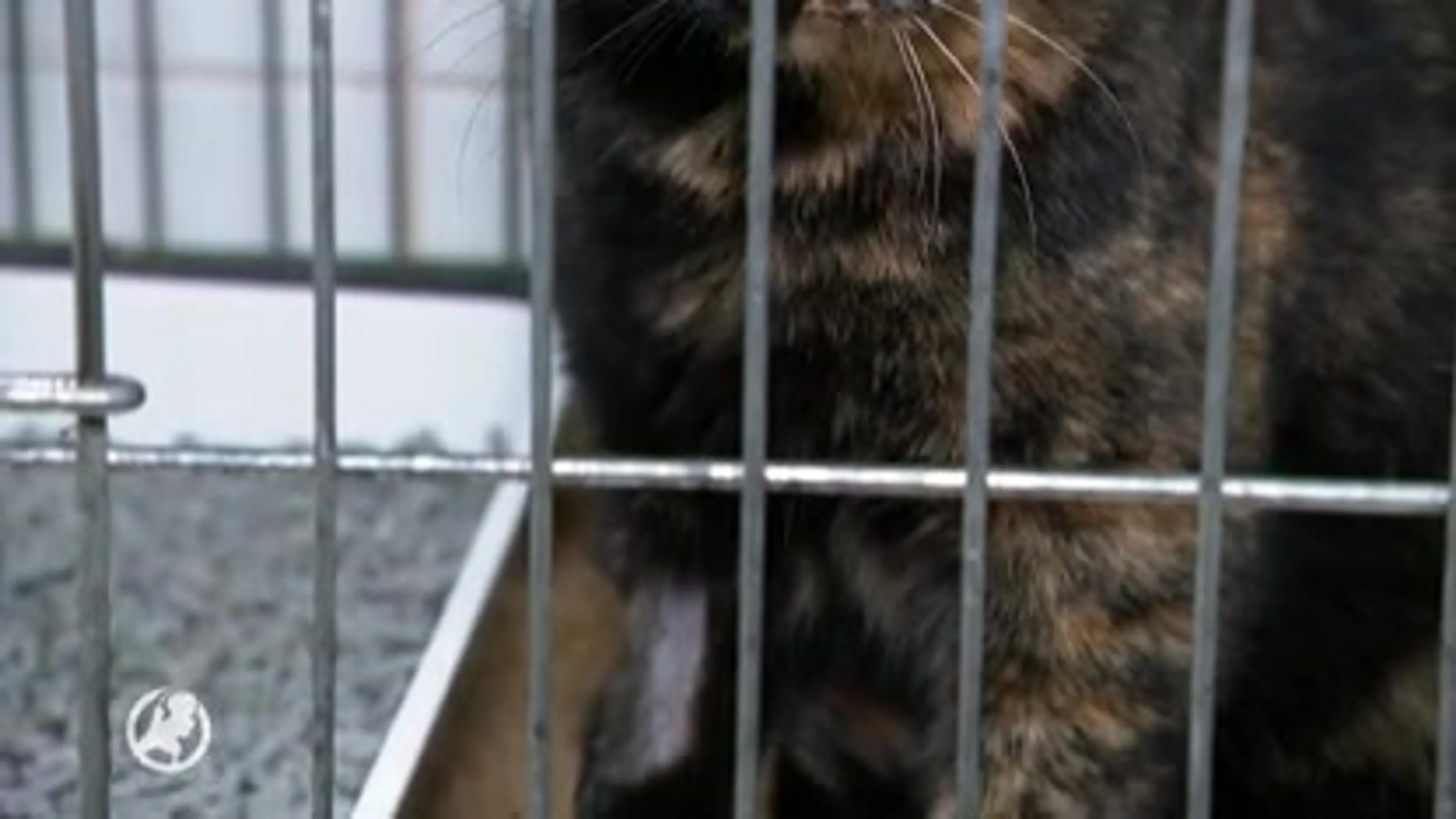 Duivelse dilemma’s dierenartsen: wie betaalt behandelingen voor dieren zonder eigenaar?