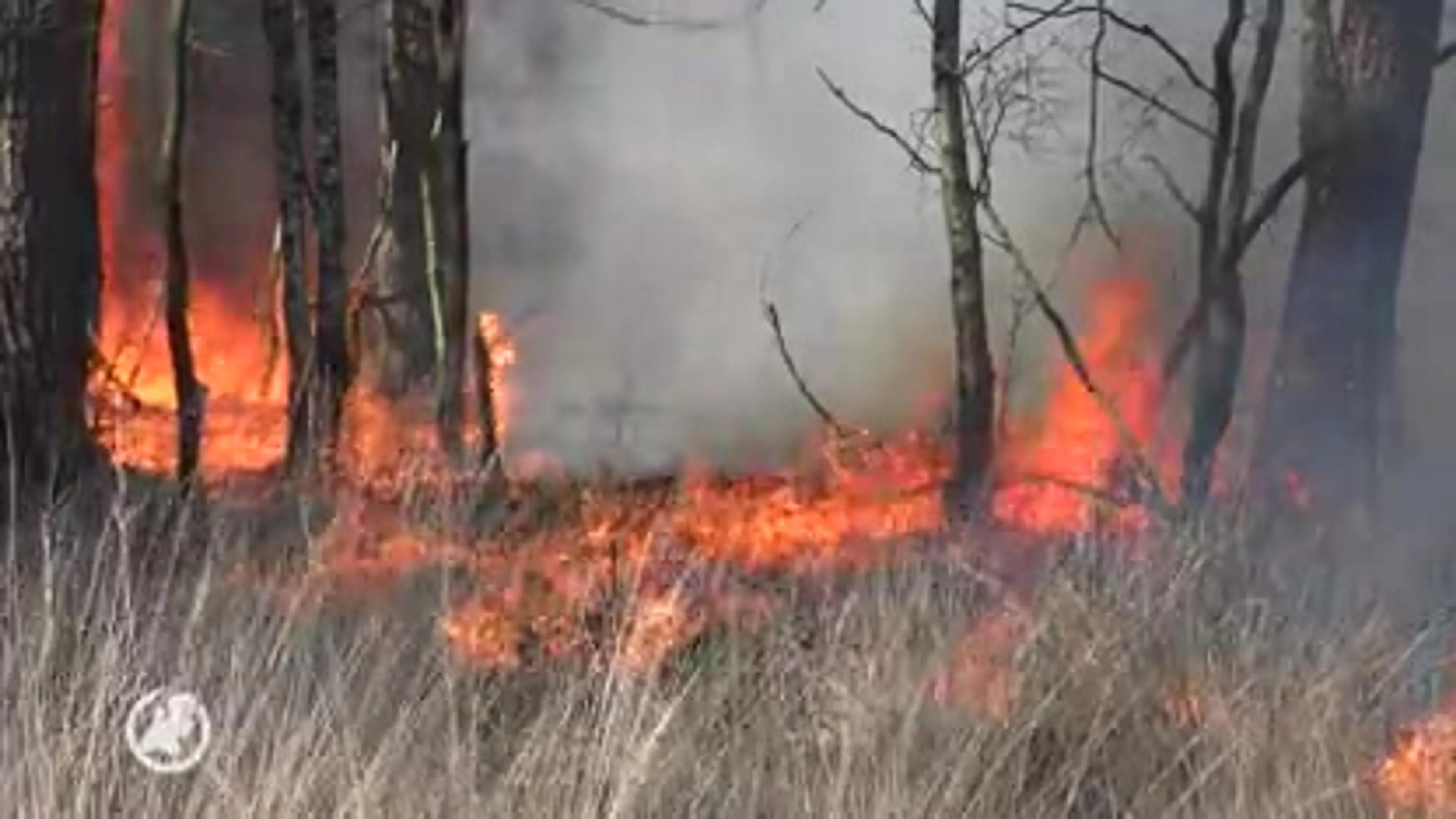 Zeer grote natuurbrand in Mensingebos in Drenthe