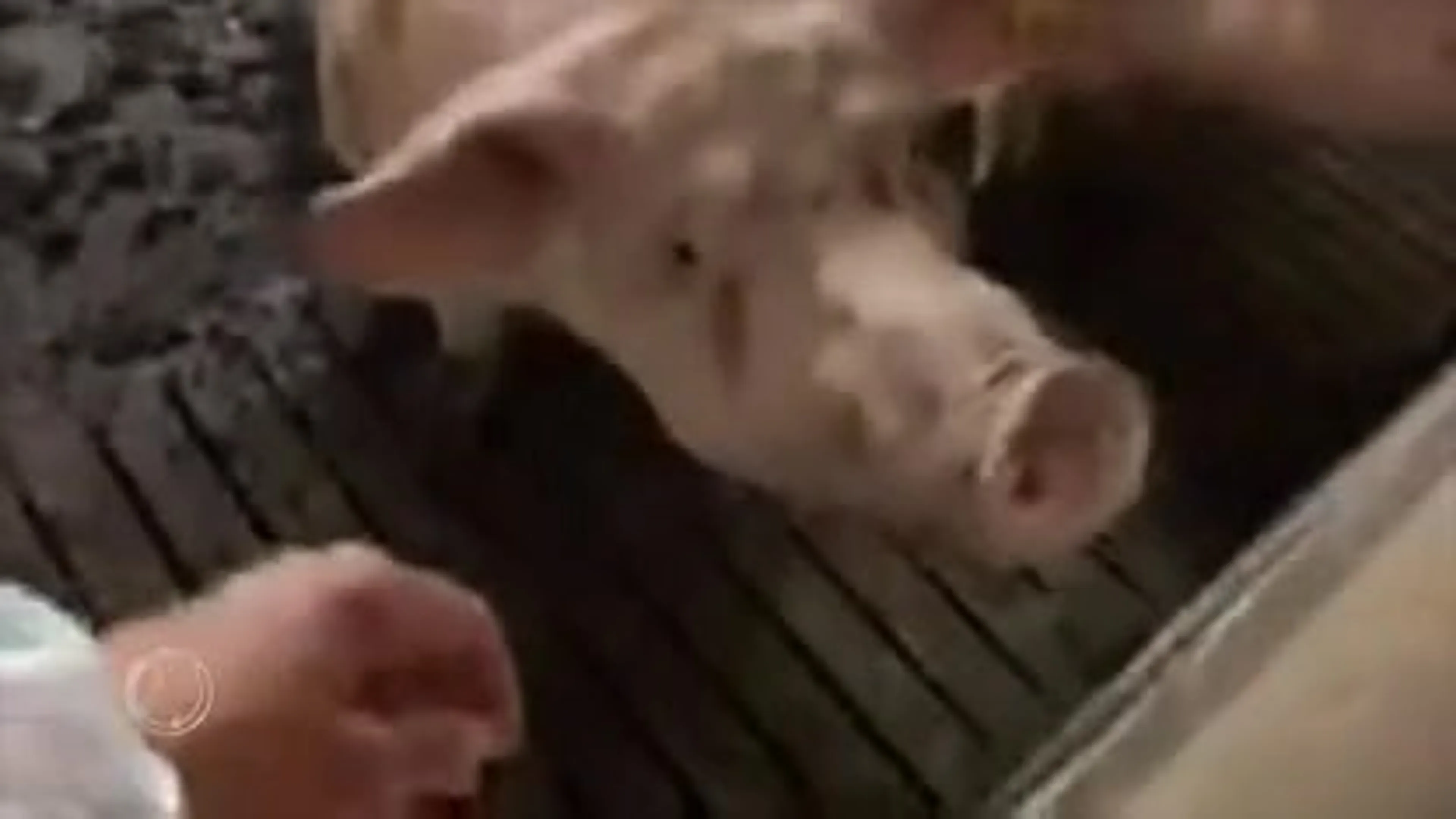 Dierenactivisten bezetten varkensfokkerij in Boxtel