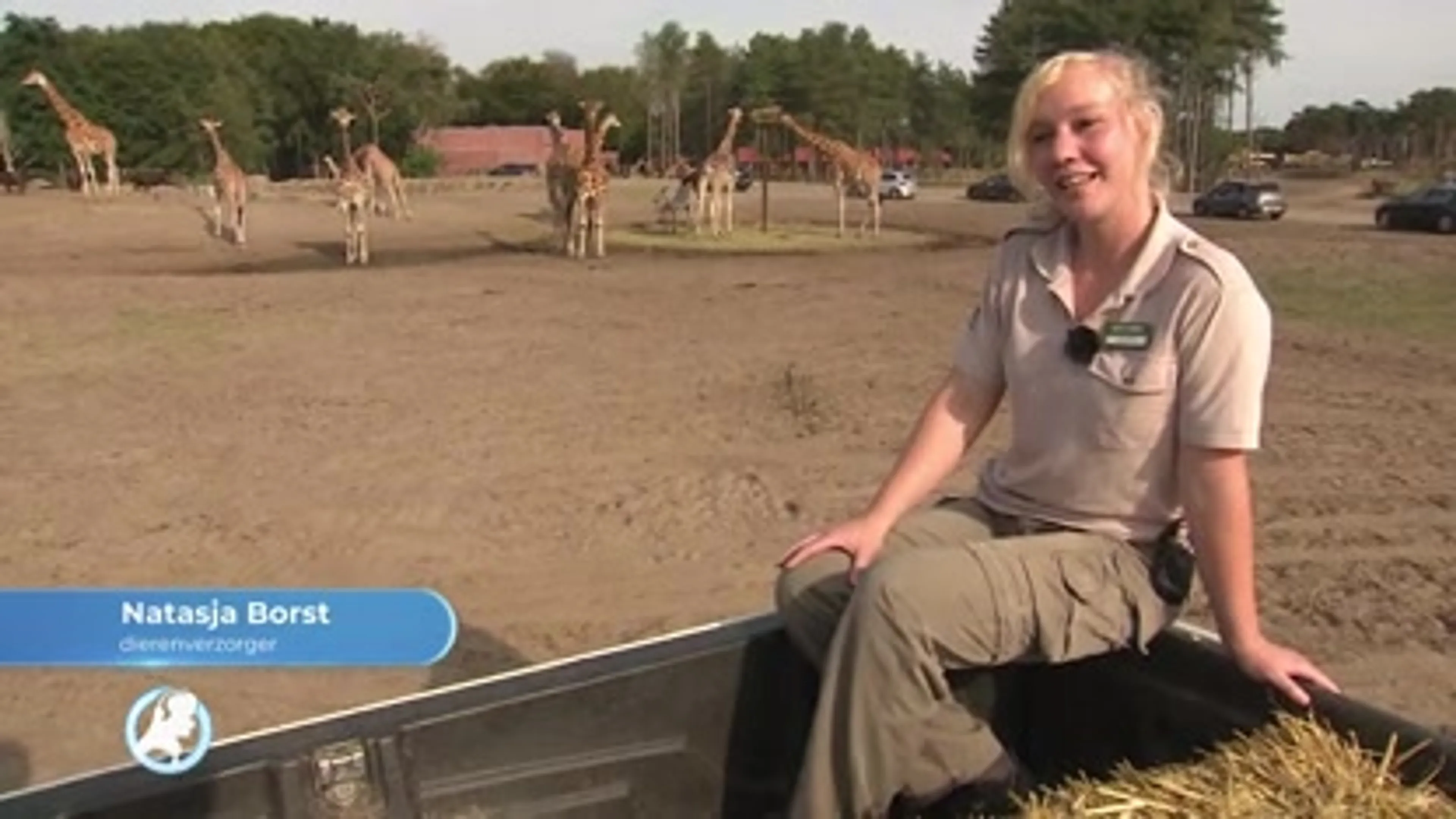 Giraffe Natasja ‘op z’n Afrikaans geboren‘ en vernoemd naar verzorger