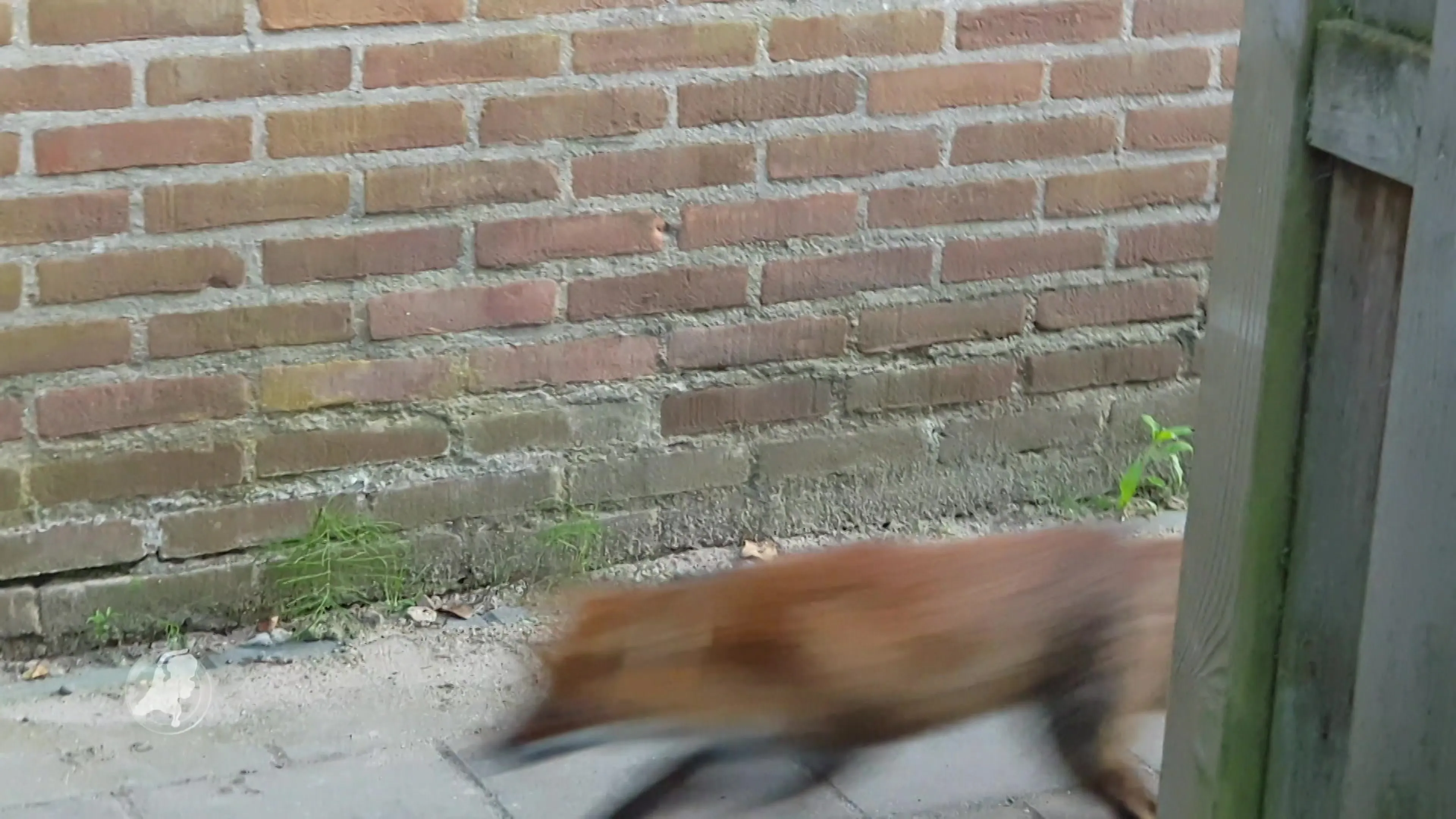 Sluw vosje uit Wageningen laat zich niet vangen en is Dierenambulance steeds te slim af
