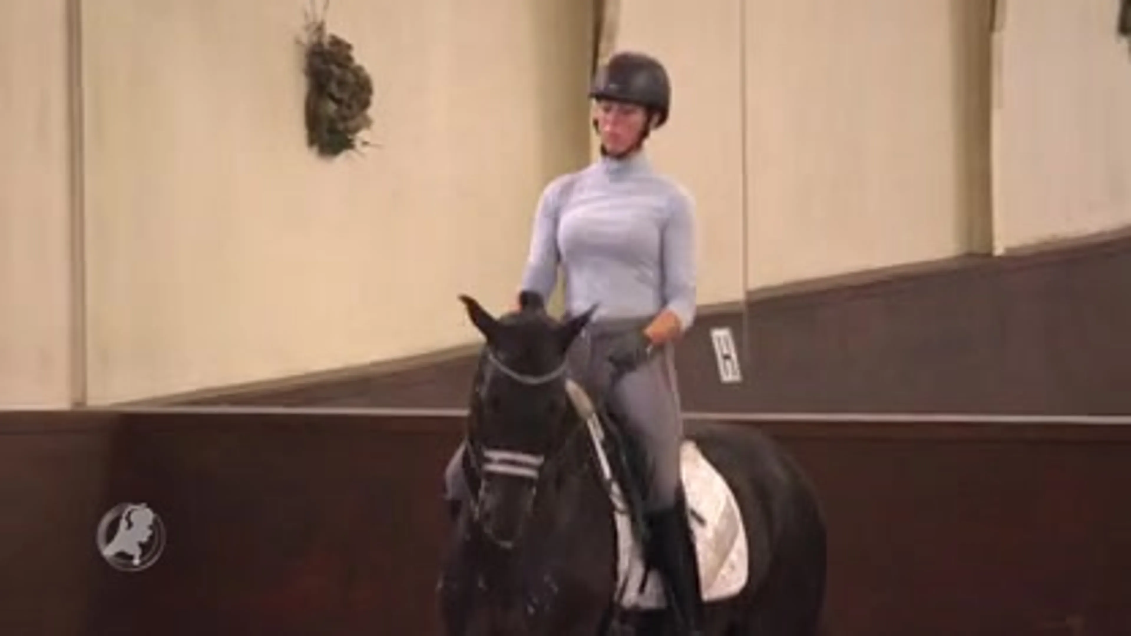 Peperduur paard valselijk online te koop