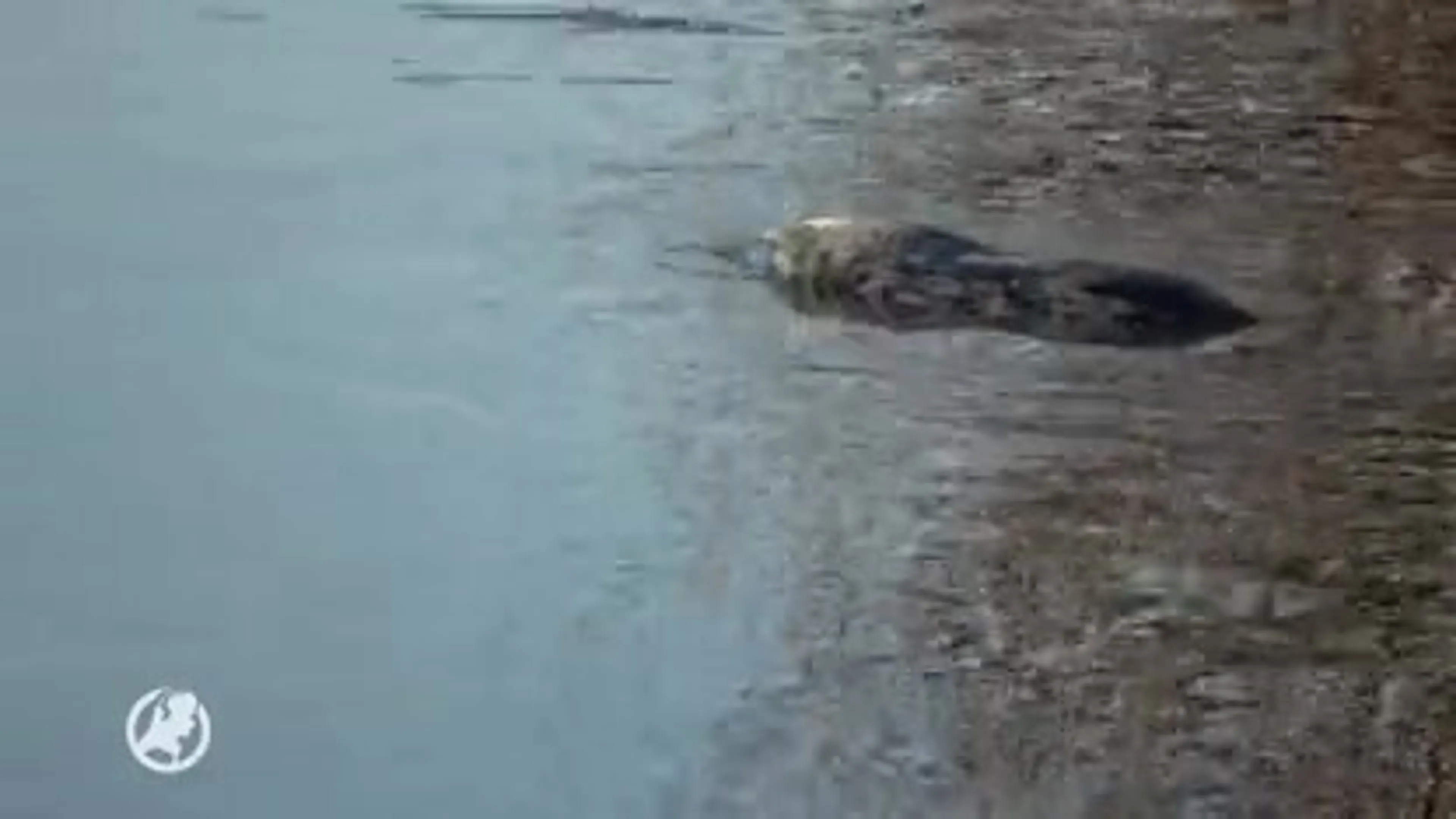 Verdwaalde zeehond dobbert rond in Drenthe