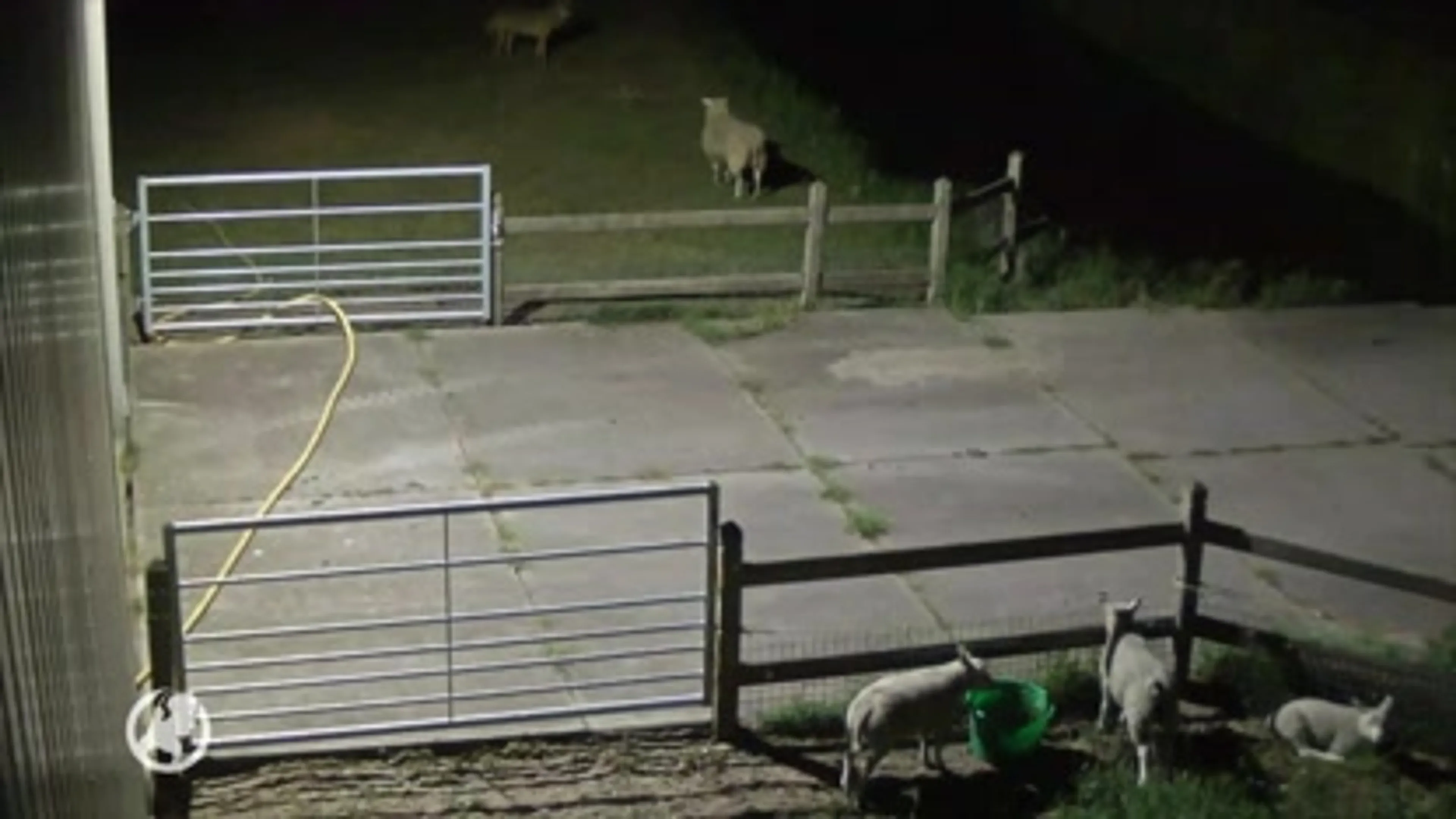Op beeld vastgelegd: wolf in Vlijmen valt schapen aan in de wei
