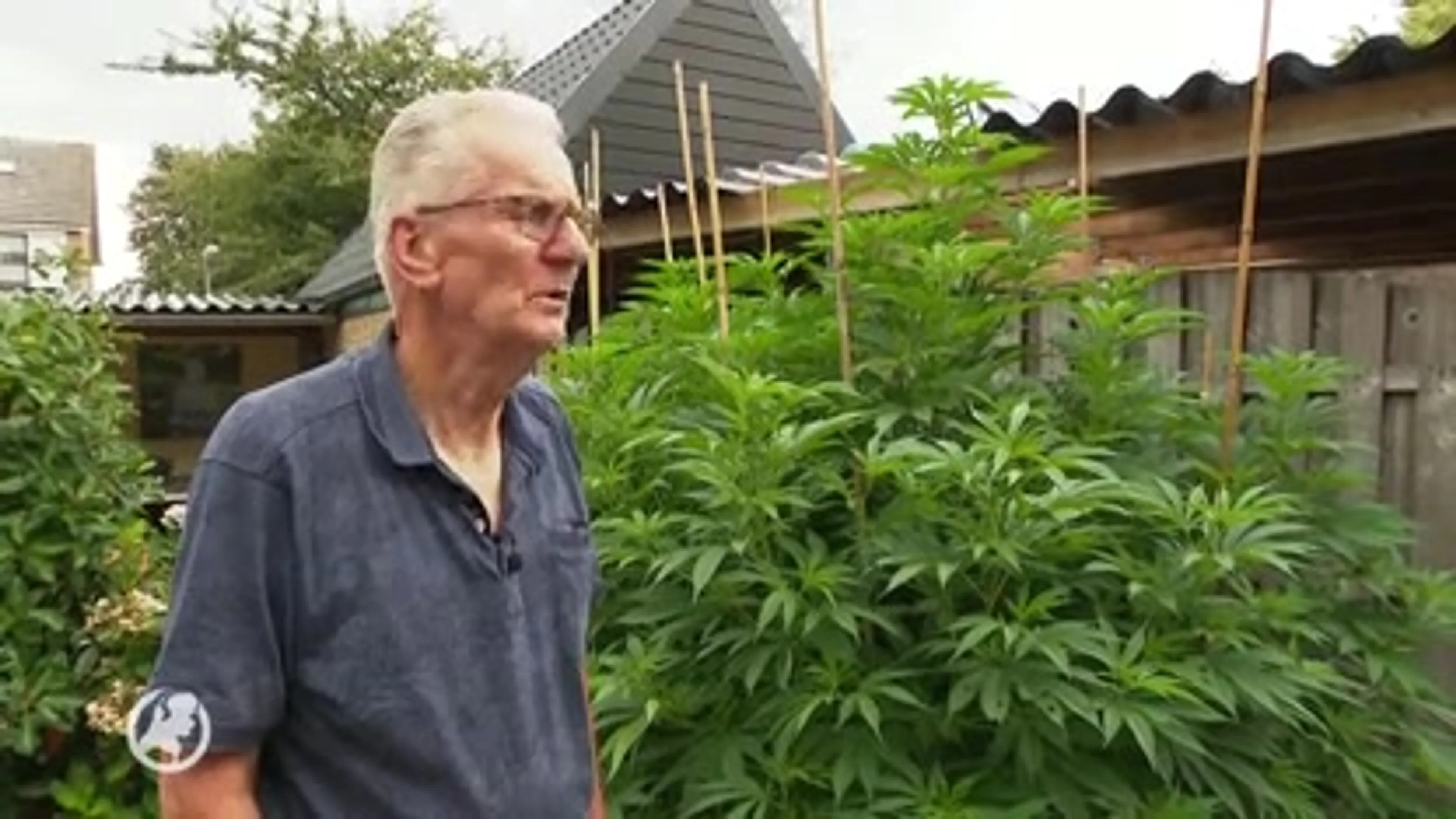 Medicinale wiet afgepakt van Jan (73) en Jannie (68): 'We worden weggezet als misdadigers'