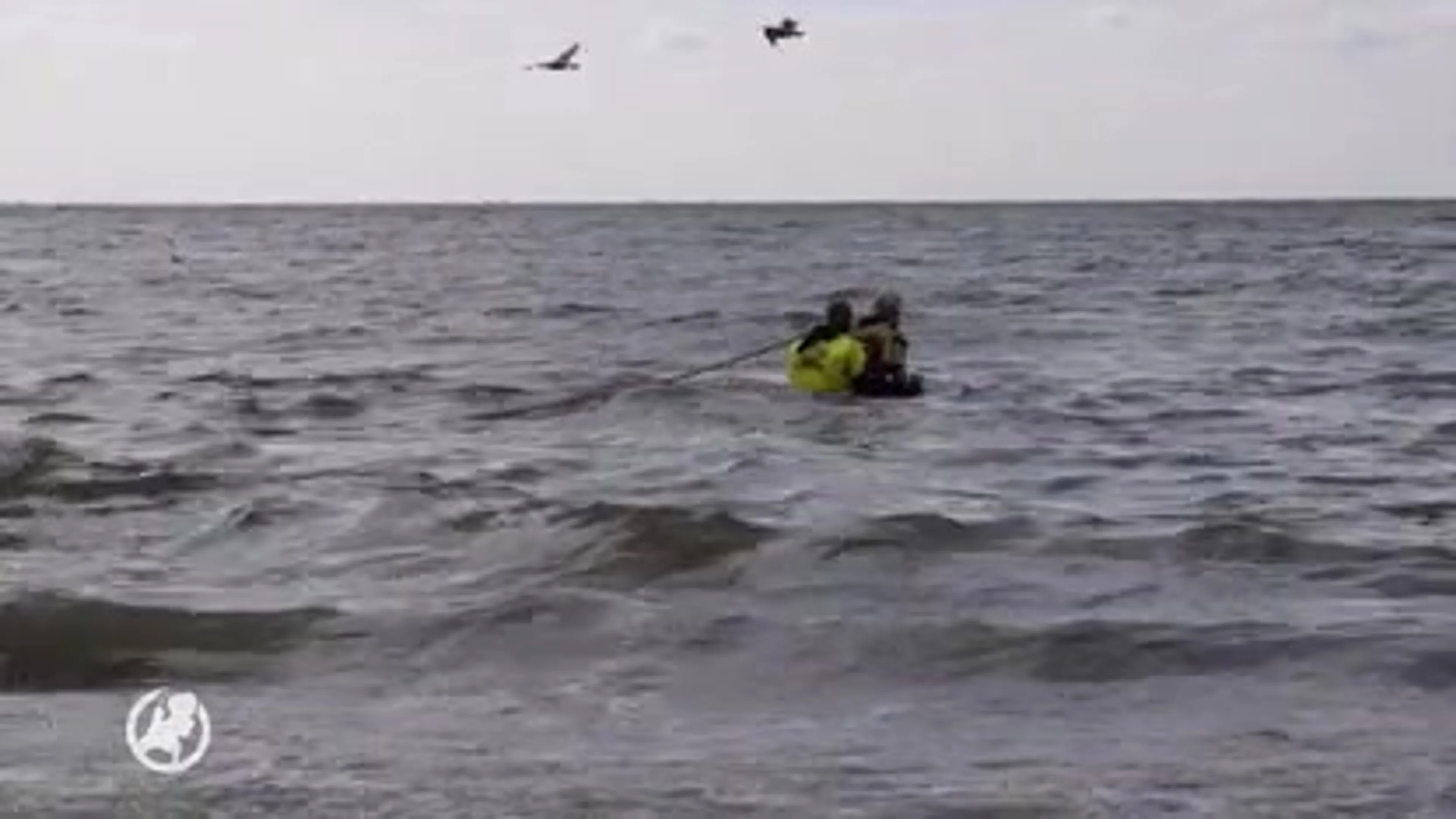 Dode walvis spoelt aan op strand Ter Heijde