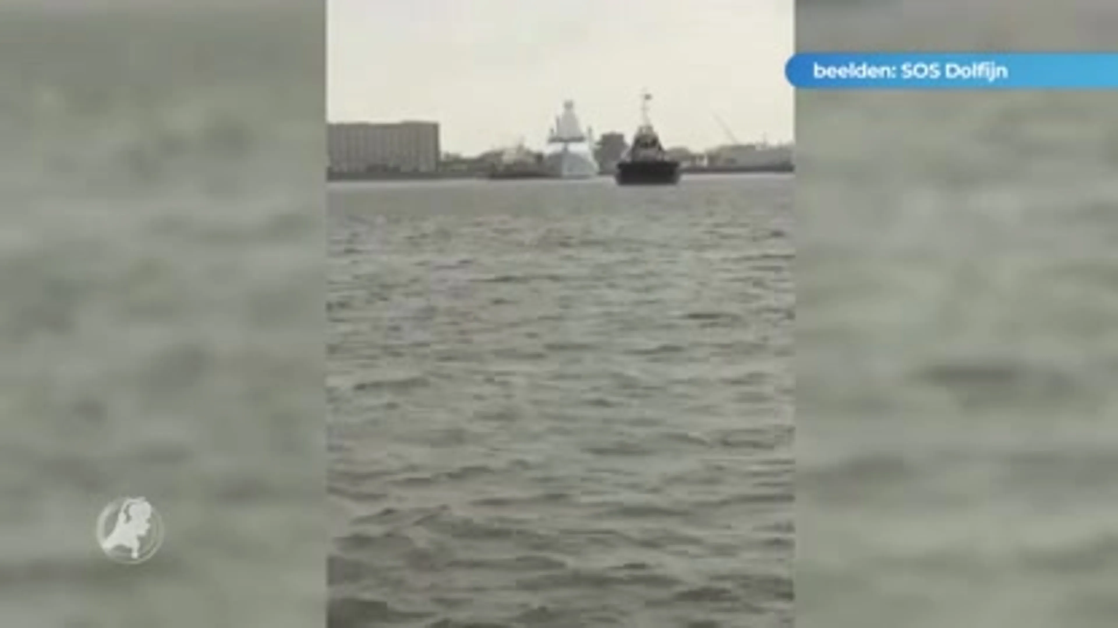 Prachtige beelden: bultrug gespot bij Texel