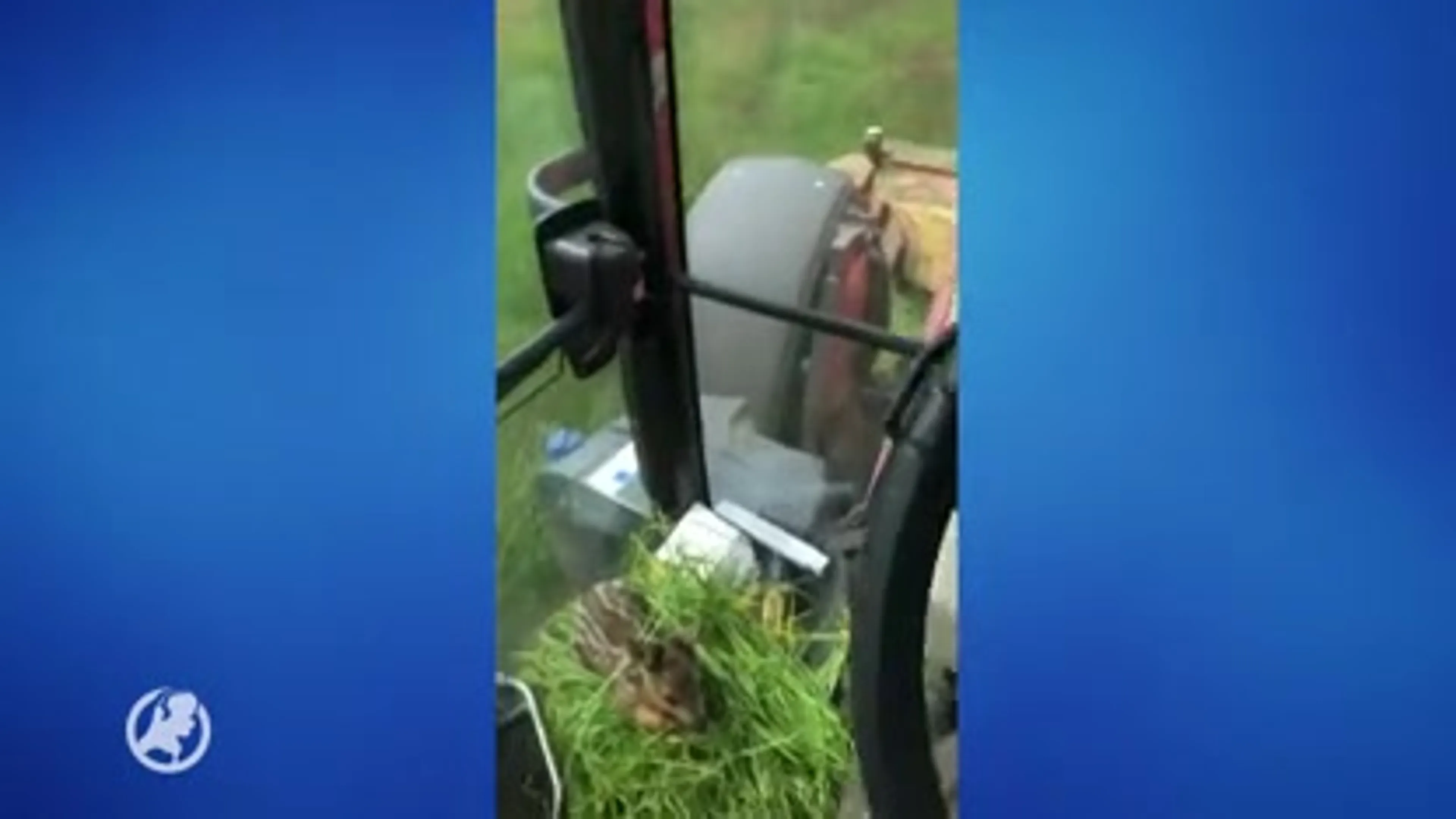 Boer redt reekalfje uit maaiveld