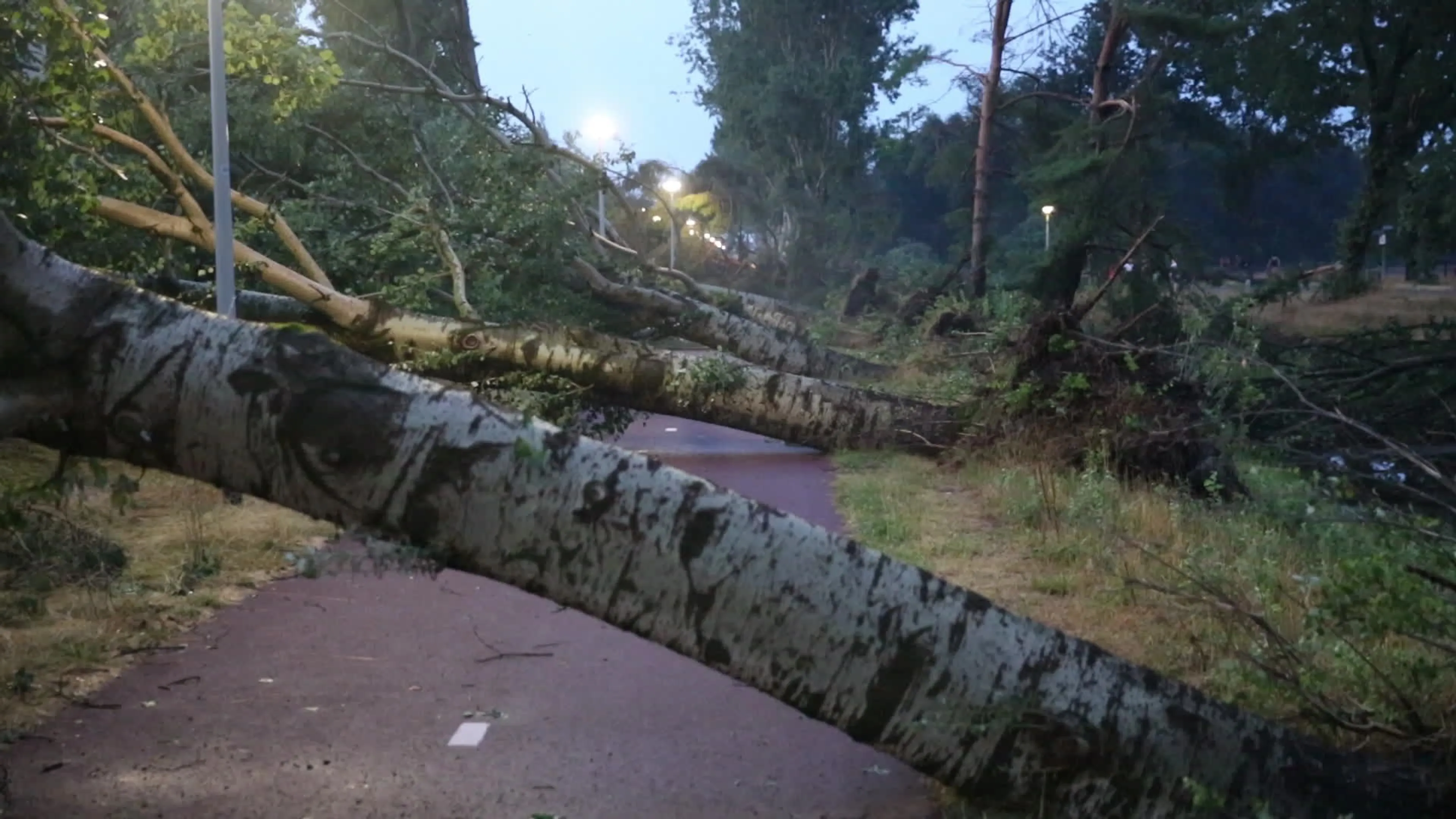 Flinke ravage en omgewaaide bomen door noodweer in Roosendaal