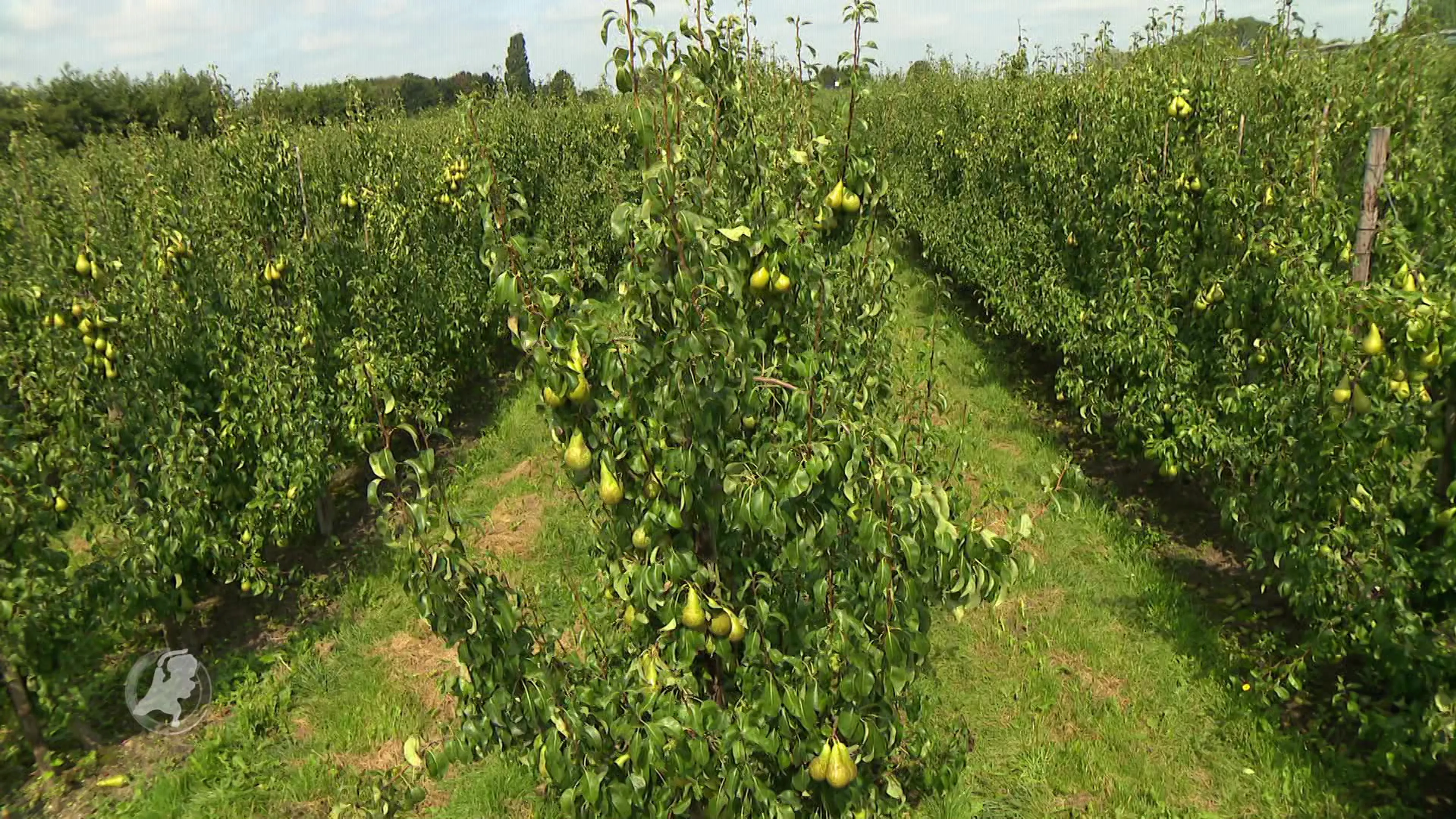 Tekort aan plukkers bij de start van het fruitoogstseizoen