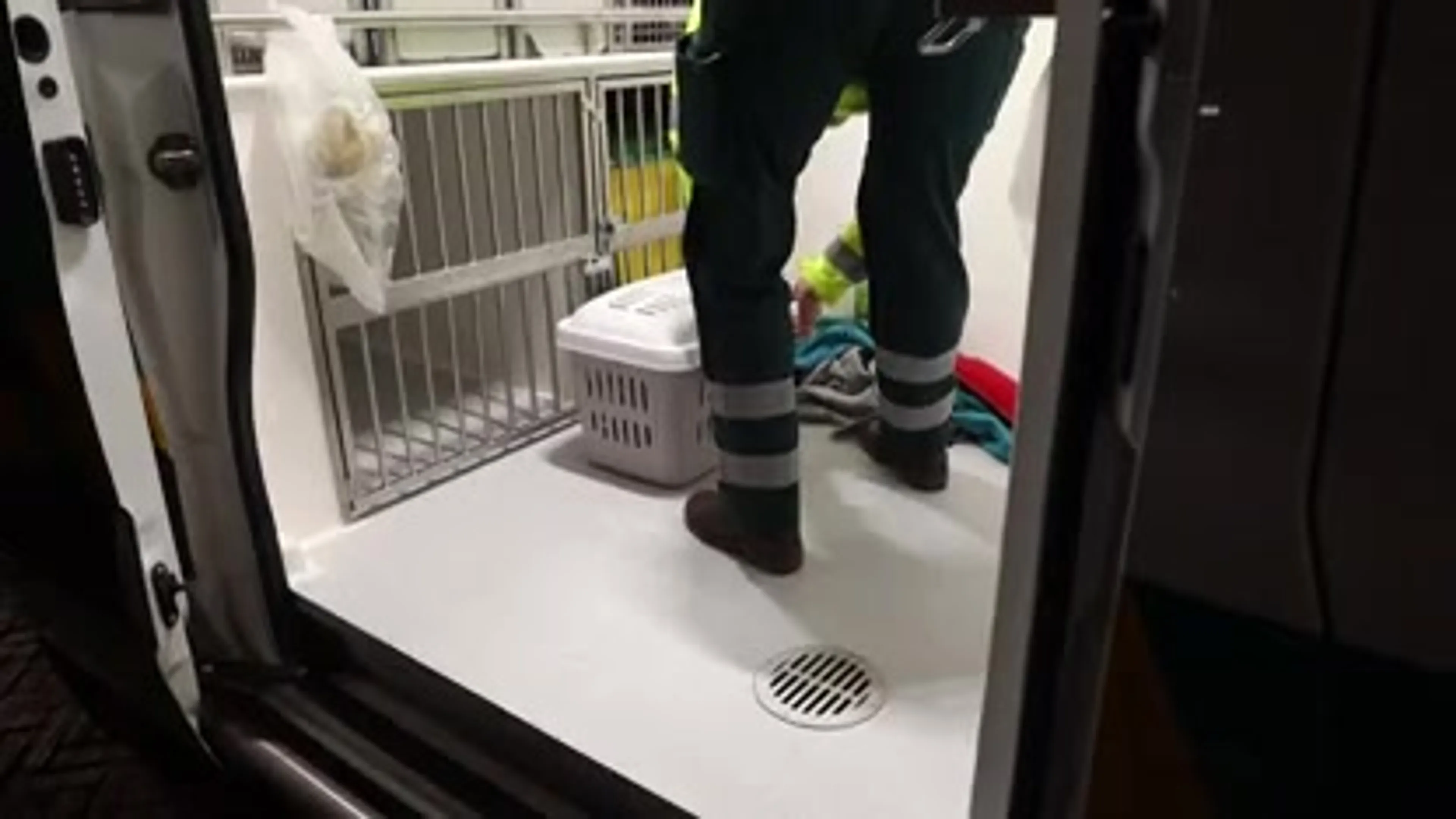 Teamwork: medewerkers van dierenambulance, brandweer en politie redden zwaargewonde kat vanonder motorkap