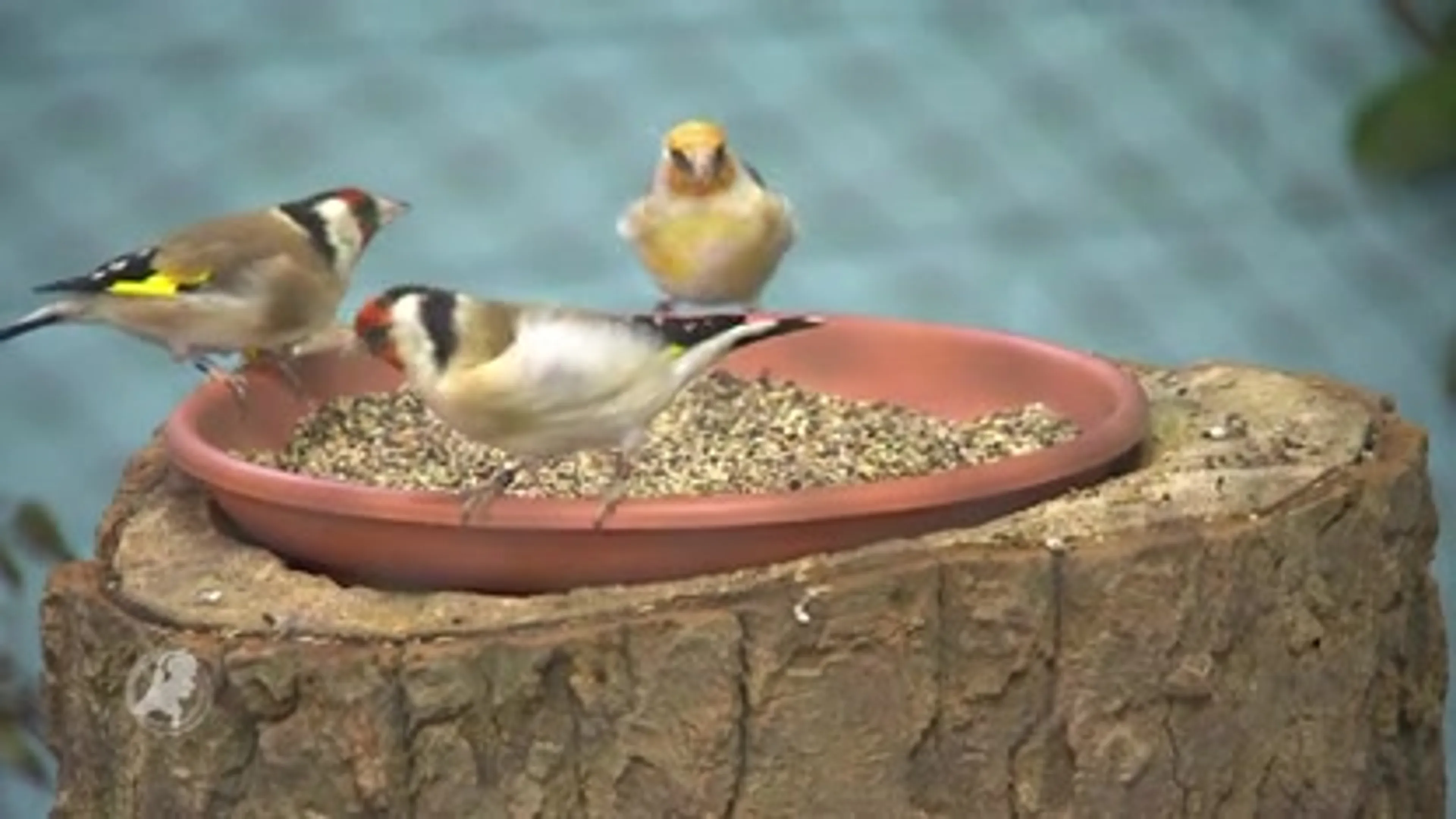 Tussen de vogels slapen met een honkbalknuppel