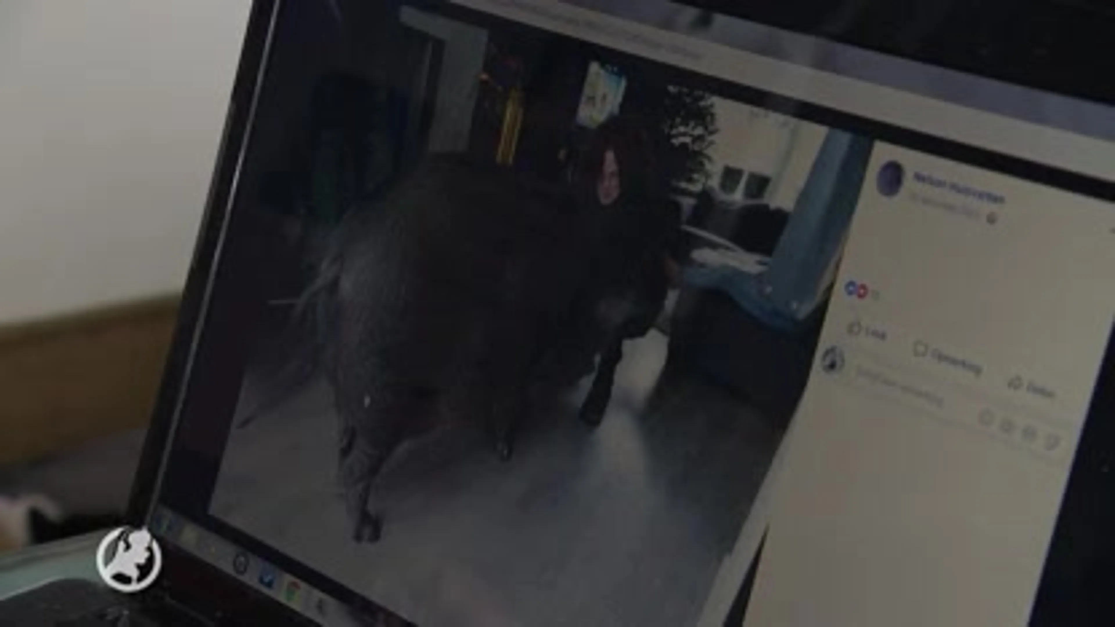 Dierenhandelaar op internet licht mensen op met zieke dieren