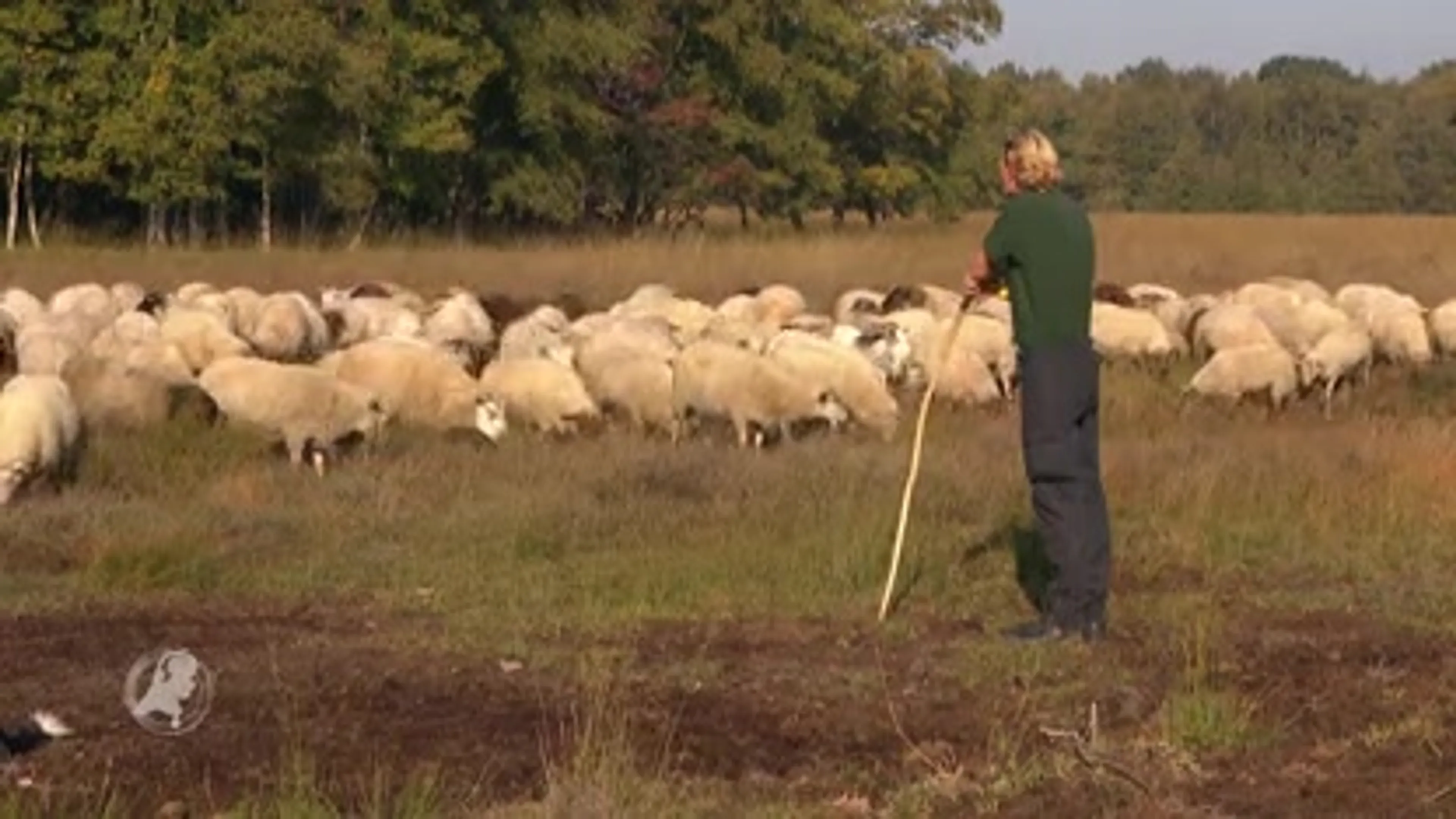 Schapen Bargerveen niet onder de indruk van Zijne Majesteit de Koning