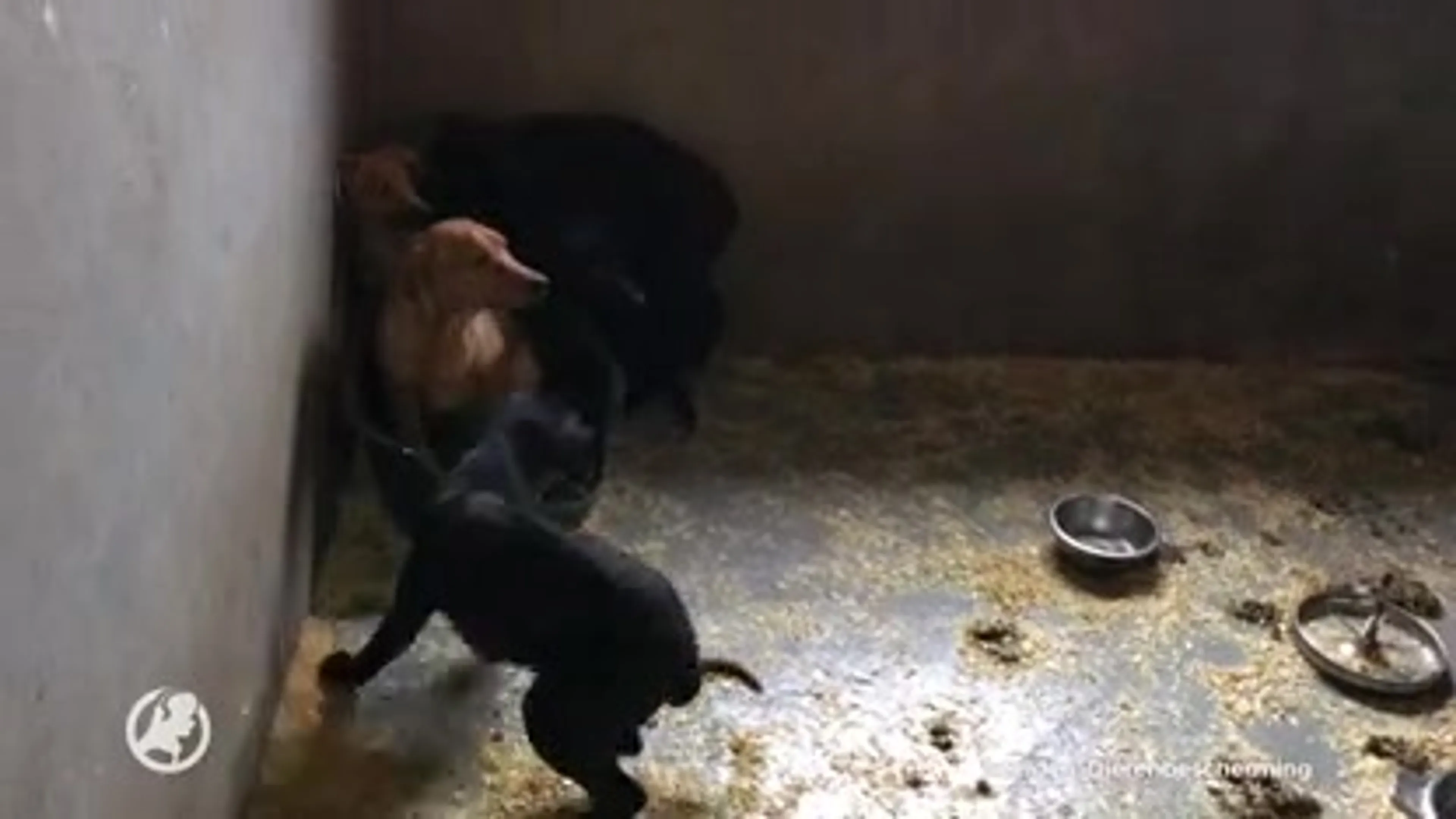 Dierenbescherming pakt broodfokker Deventer aan, honderd honden weggehaald