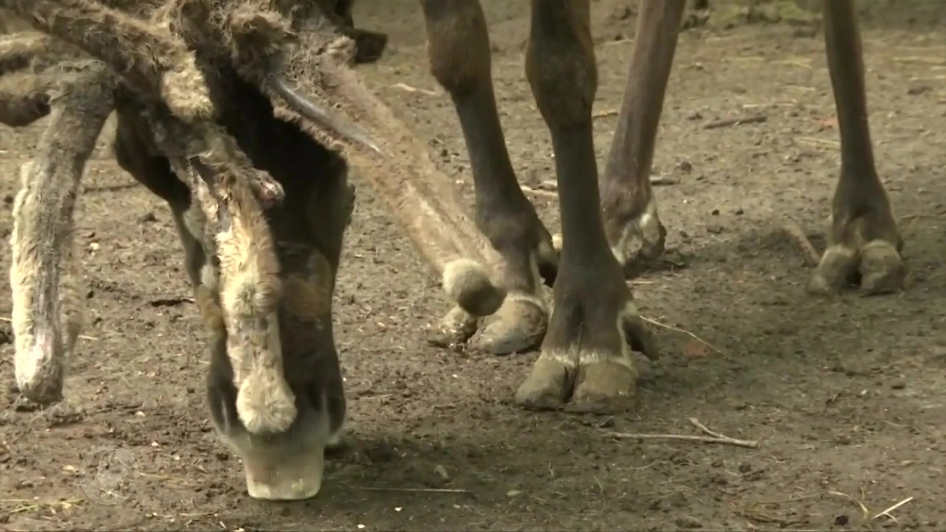Eland voorspelt uitslag Frankrijk - België