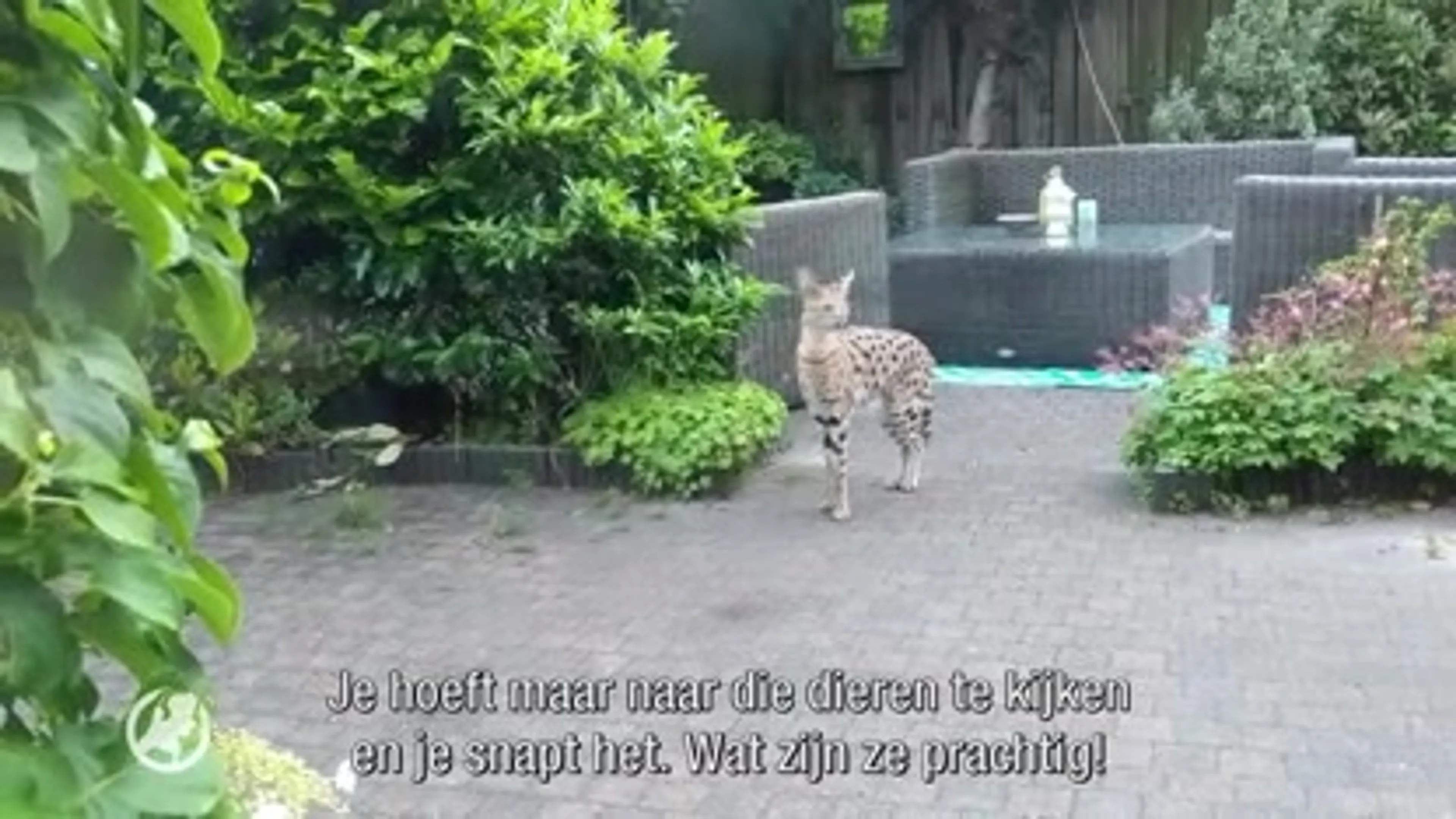 Opnieuw Serval ontsnapt, zijn de dieren wel huisdieren?