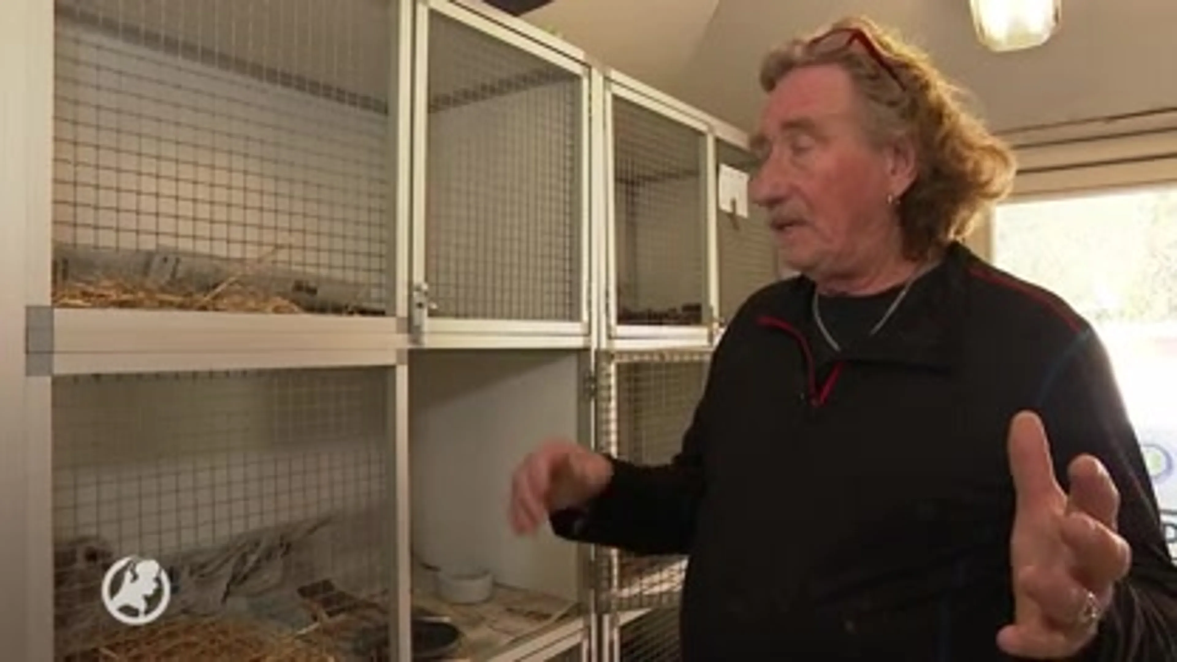 Jonge bosuiltjes vallen met nestkast uit boom in Amsterdam