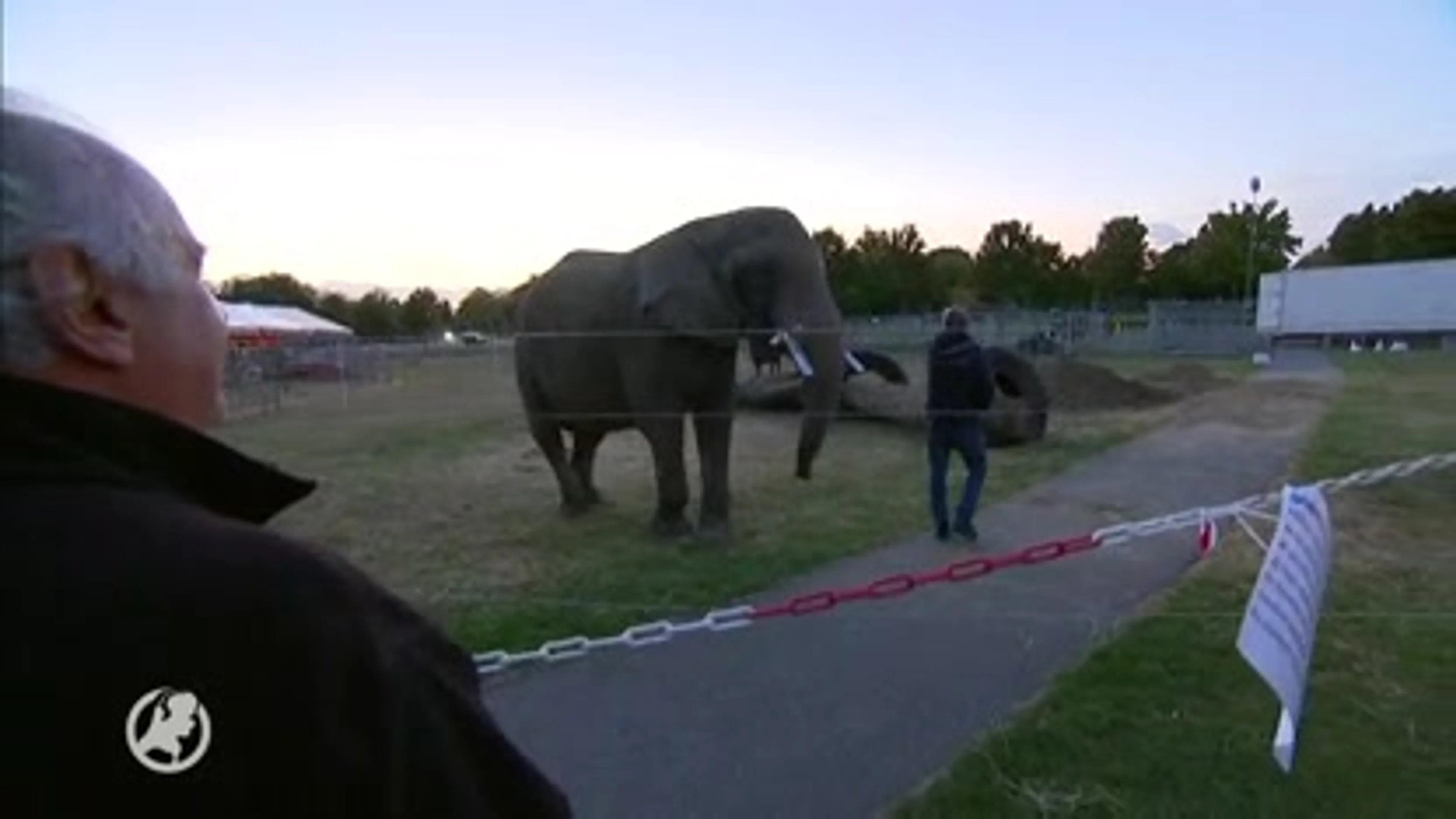Hangjongeren teisteren circus in Heerlen, dieren blijven binnen