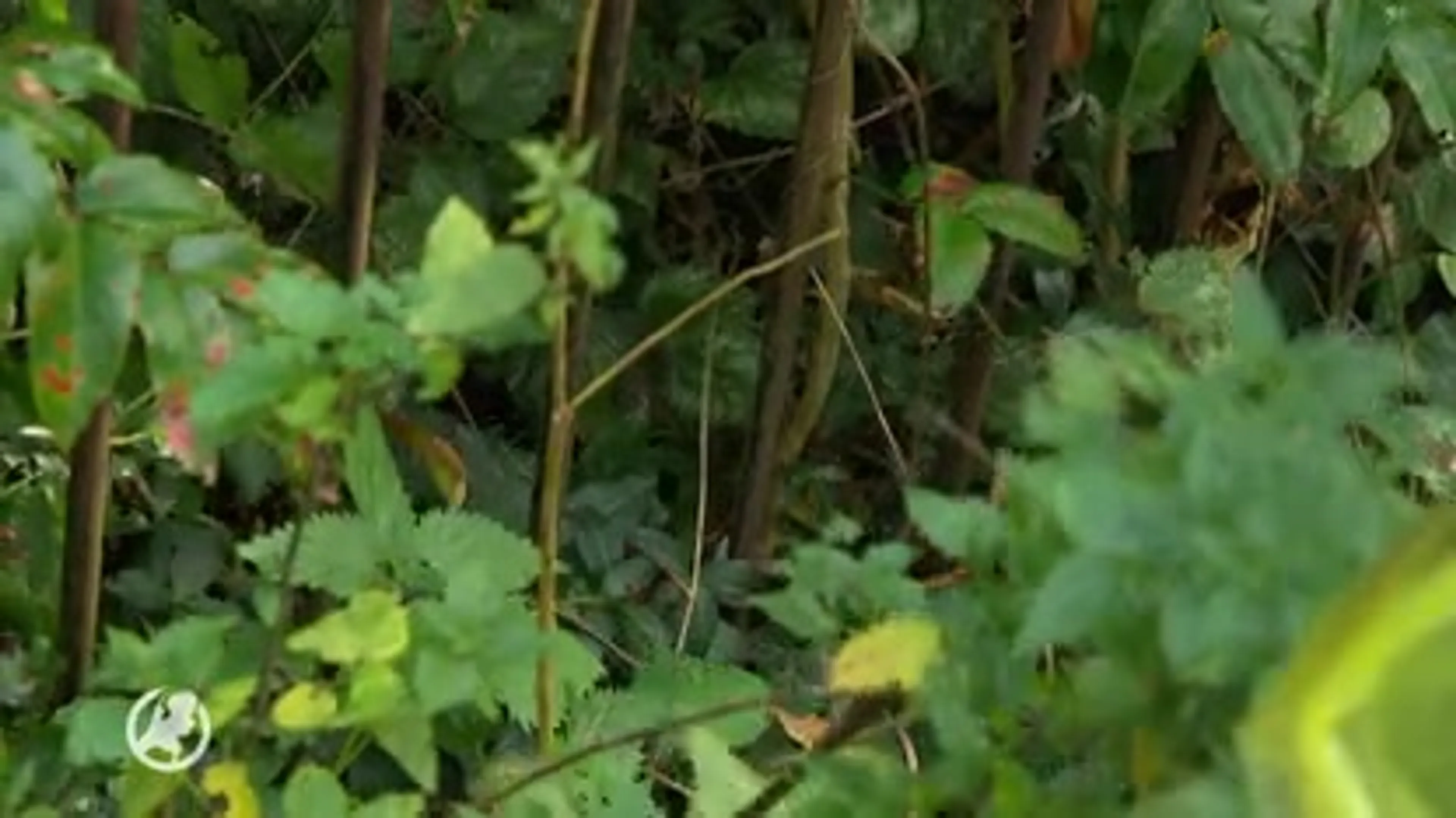Zwerfafval een doorn in het oog? Maak je straat groen!