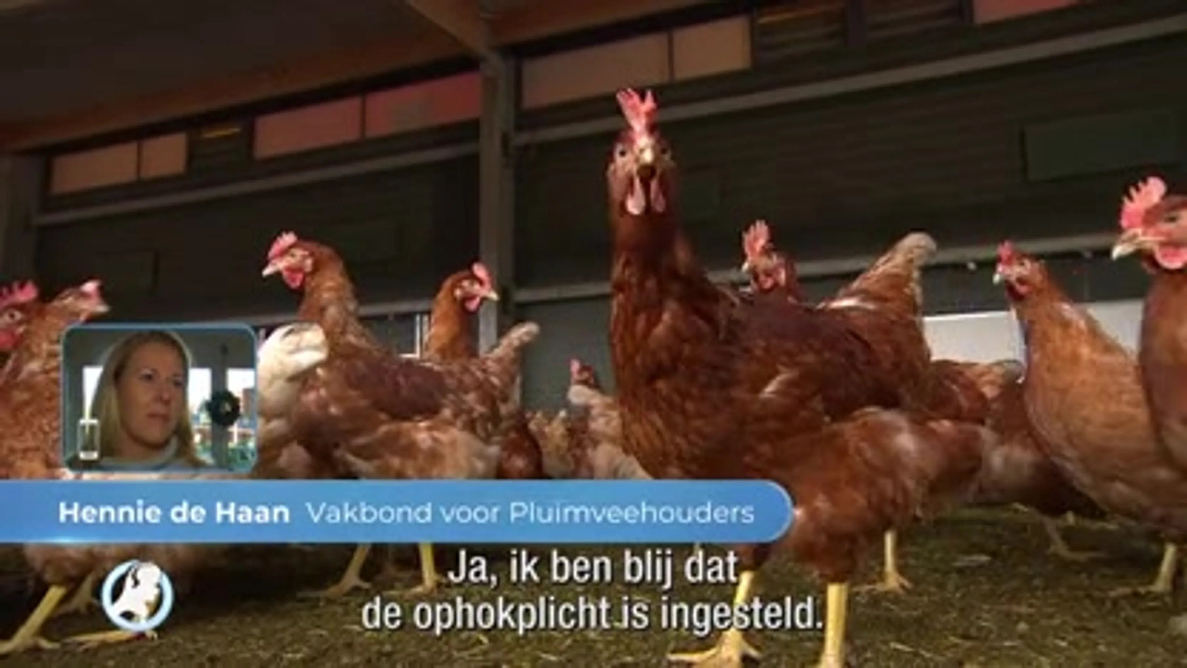 Nieuwe ophokplicht voor pluimvee