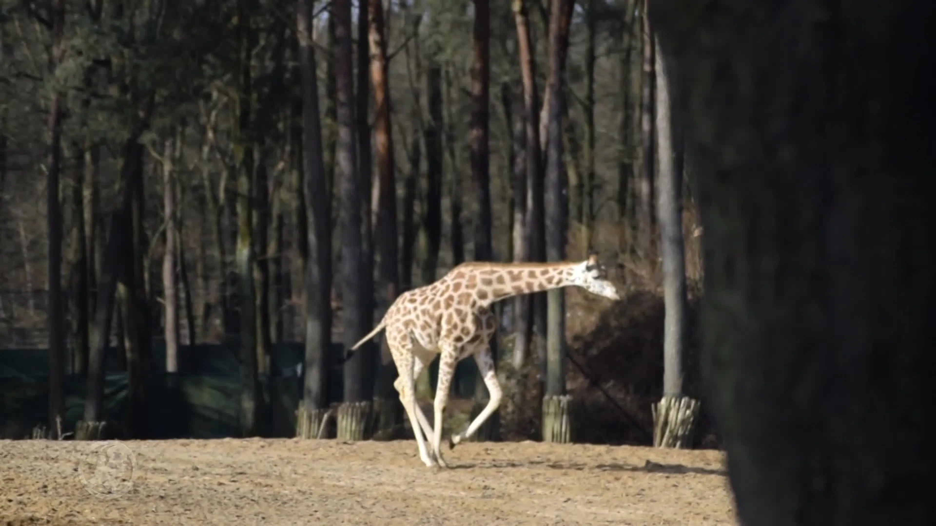 Dieren Burgers' Zoo mogen weer naar buiten na koude winterperiode