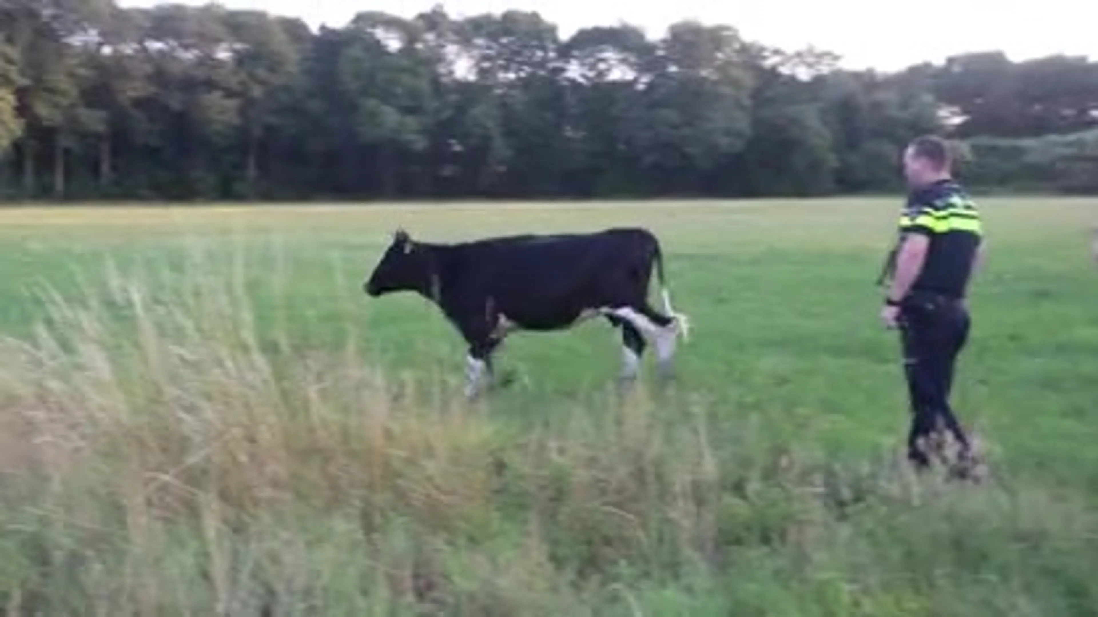 Agenten rennen achter stier aan op oprit A30 bij Scherpenzeel