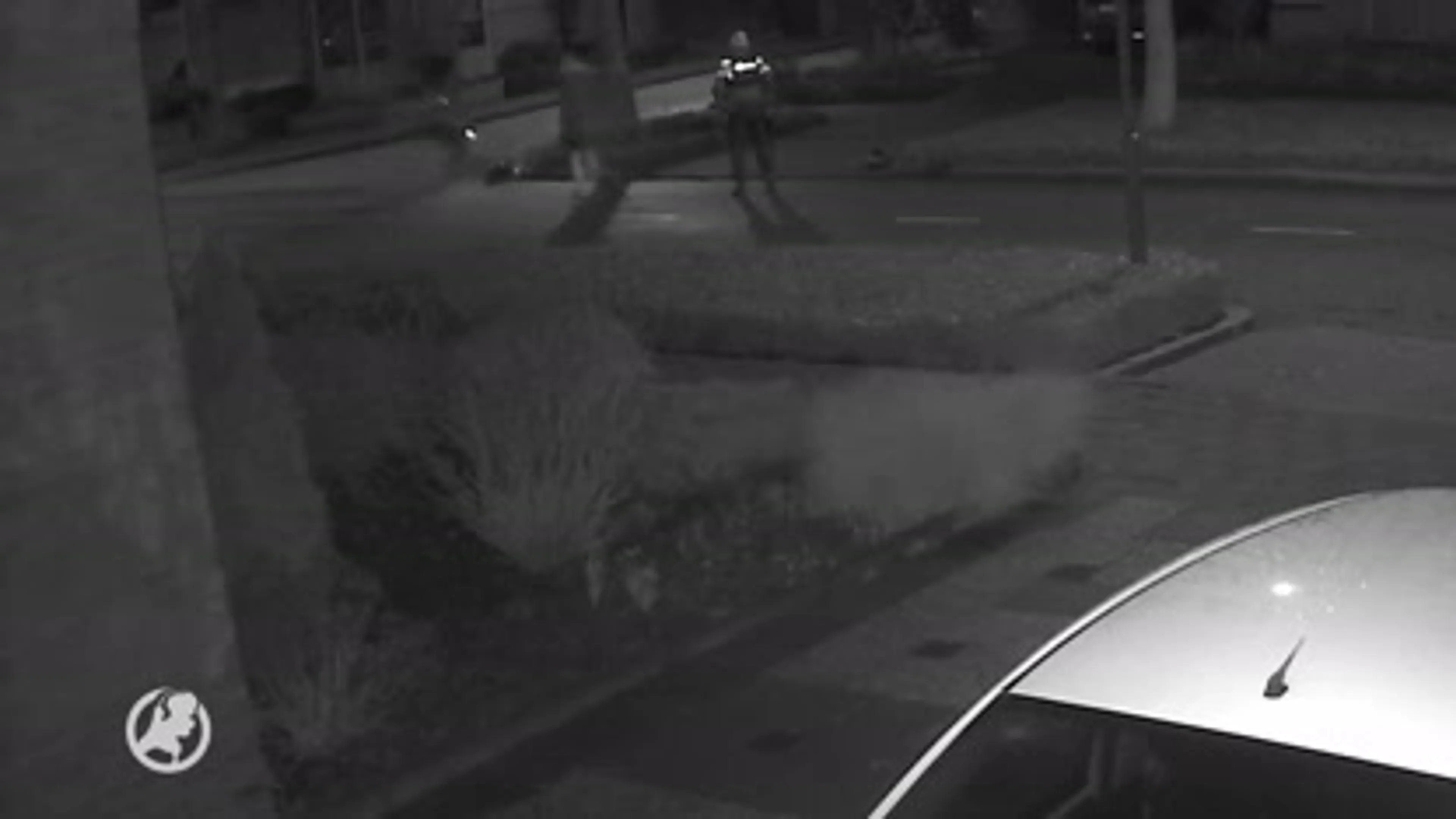 Hond Tommy zwaar mishandeld tijdens inval, politie start intern onderzoek